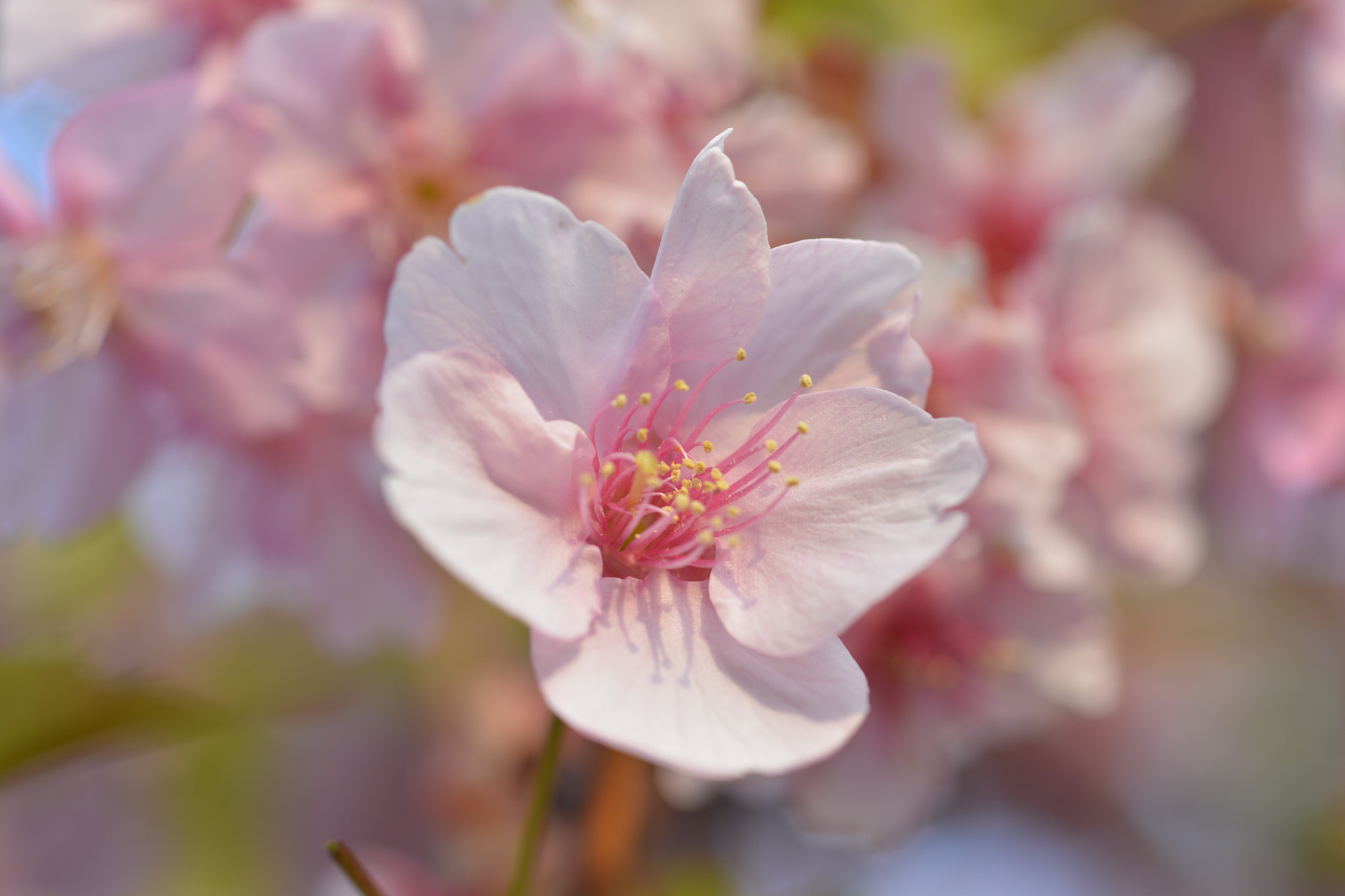 Nikon D7100 + Nikon AF Micro-Nikkor 60mm F2.8D sample photo. Cherry blossom photography