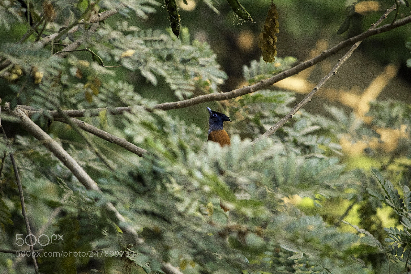 Canon EOS 1300D (EOS Rebel T6 / EOS Kiss X80) sample photo. Asian paradise flycatcher behind photography