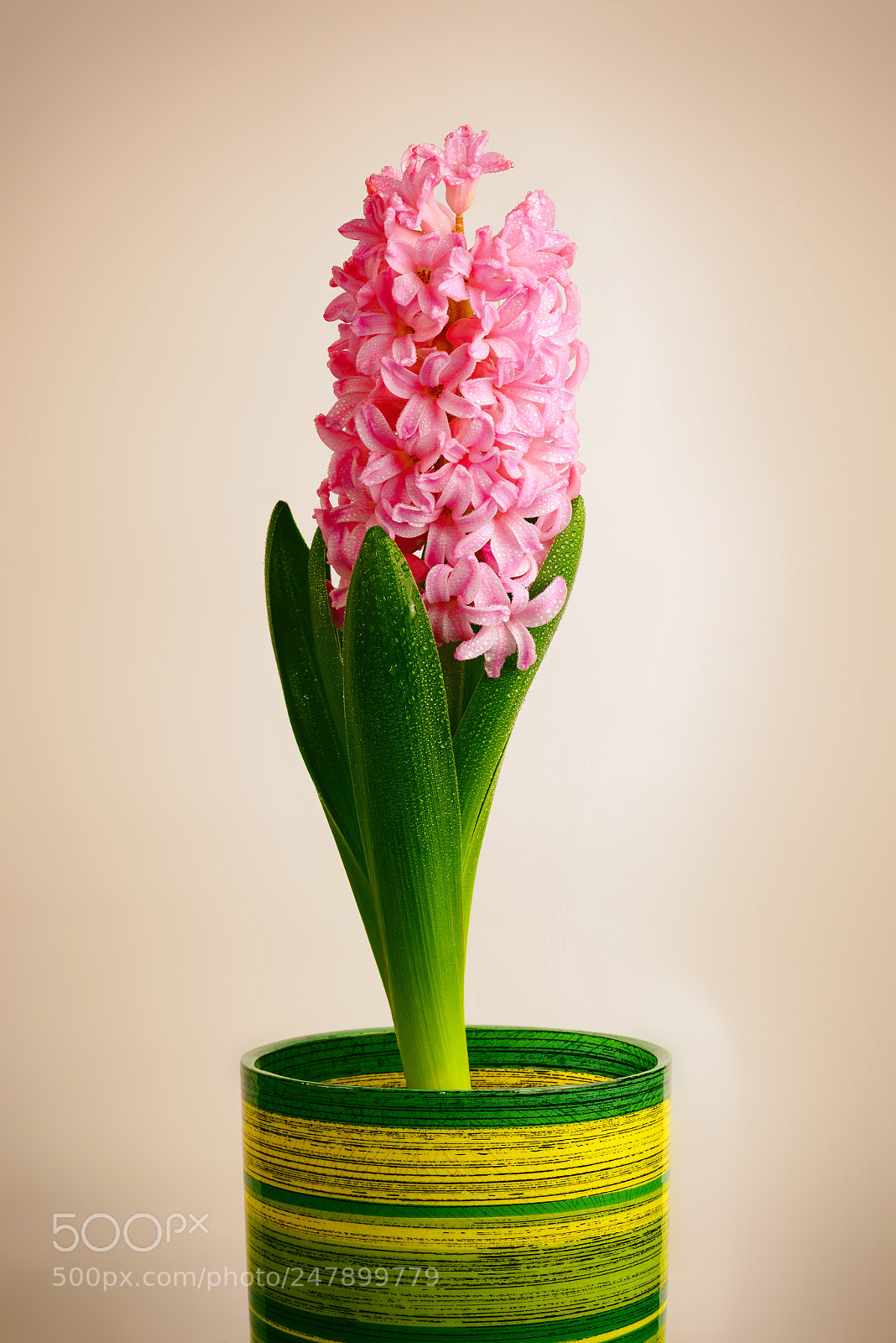 Nikon D610 sample photo. Pink hyacinth in a photography