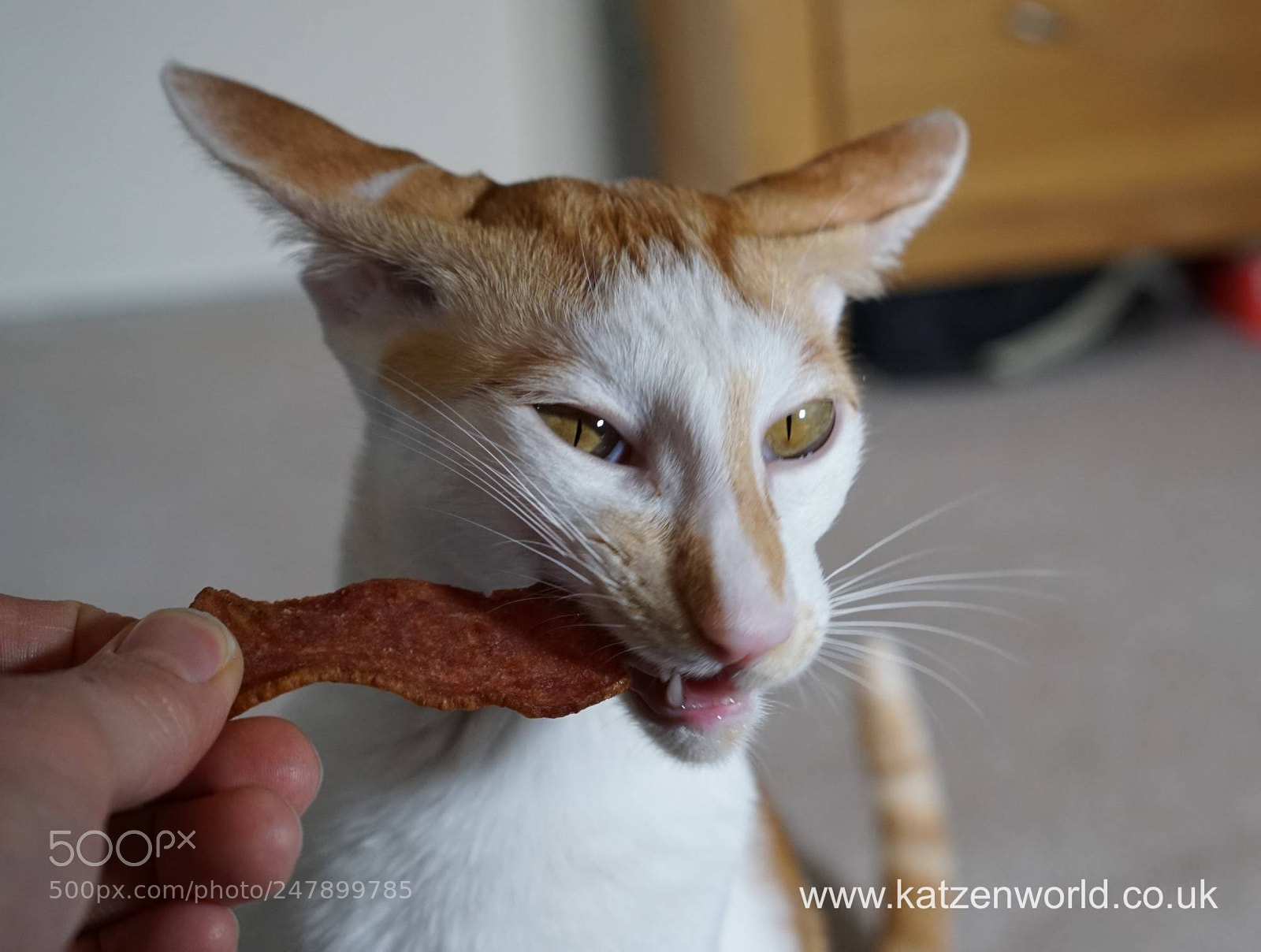 Sony a6300 sample photo. Renegade bacon and i photography