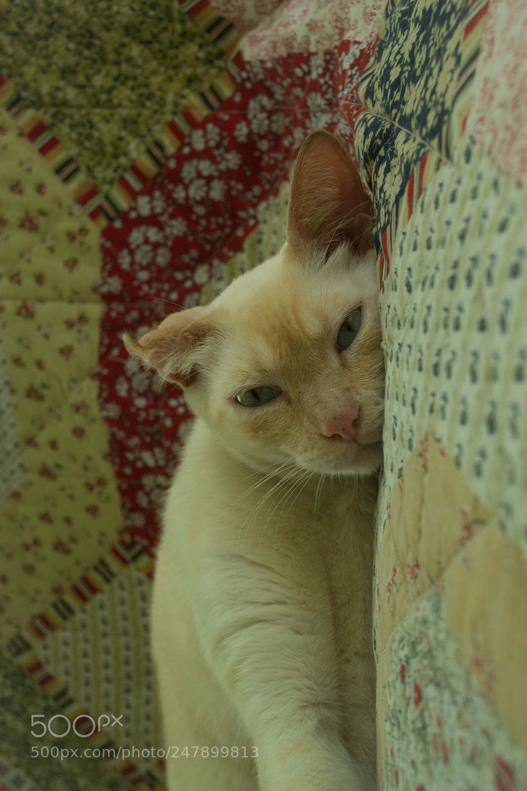 Nikon D3100 sample photo. Piccol0 photography