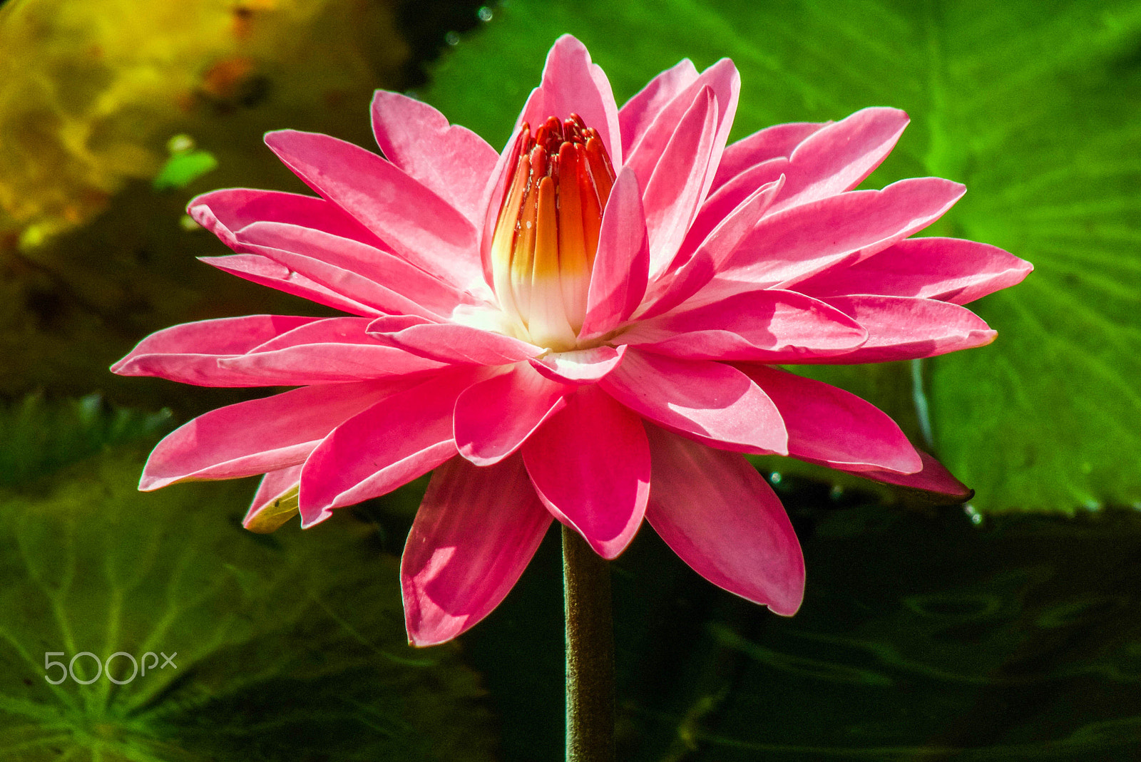 Panasonic Lumix DMC-FZ35 (Lumix DMC-FZ38) sample photo. Water lily bloom photography