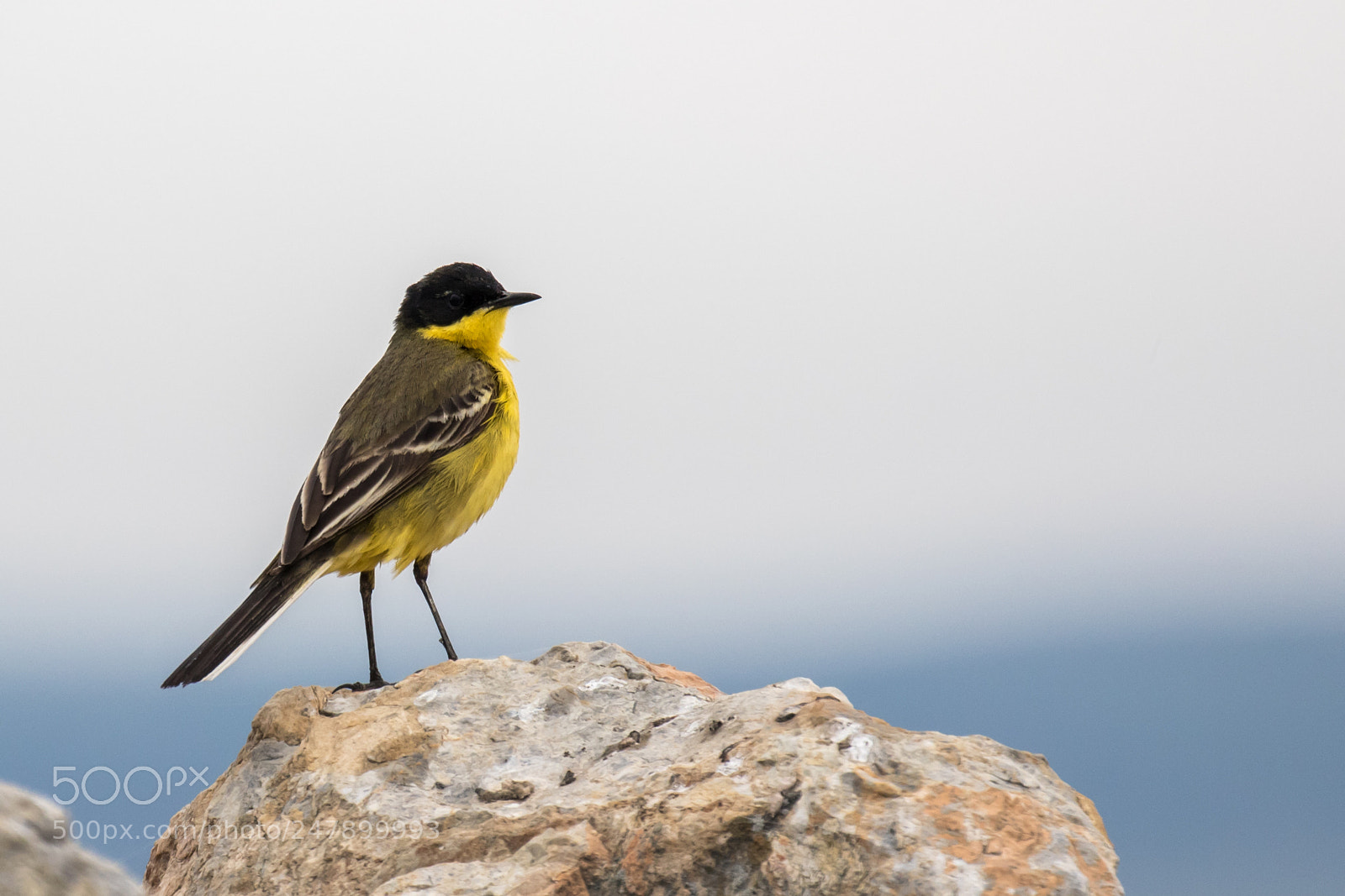 Canon EOS 7D Mark II sample photo. Motacilla flava melanogrisea photography