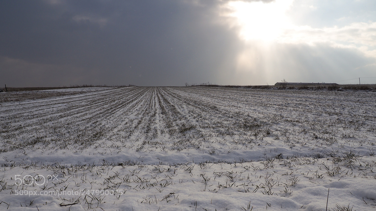 Olympus OM-D E-M10 II sample photo. Winter field. photography