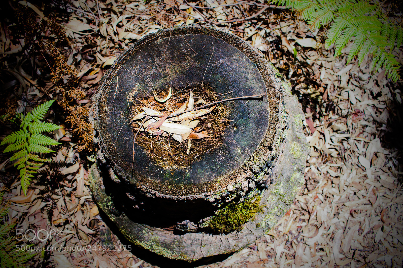 Canon EOS 7D sample photo. Stumpy photography