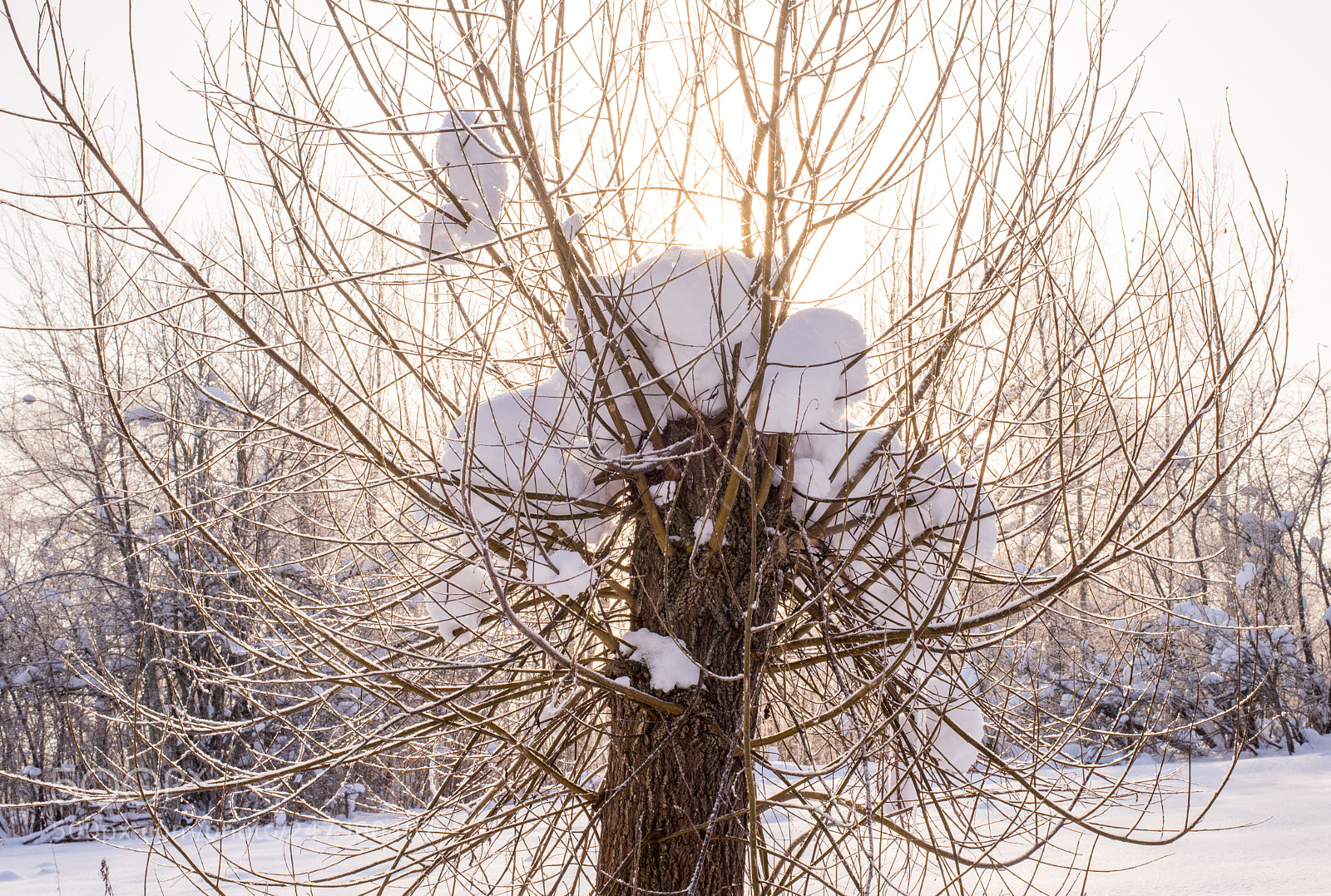 Nikon D610 sample photo. Tree under the snow photography