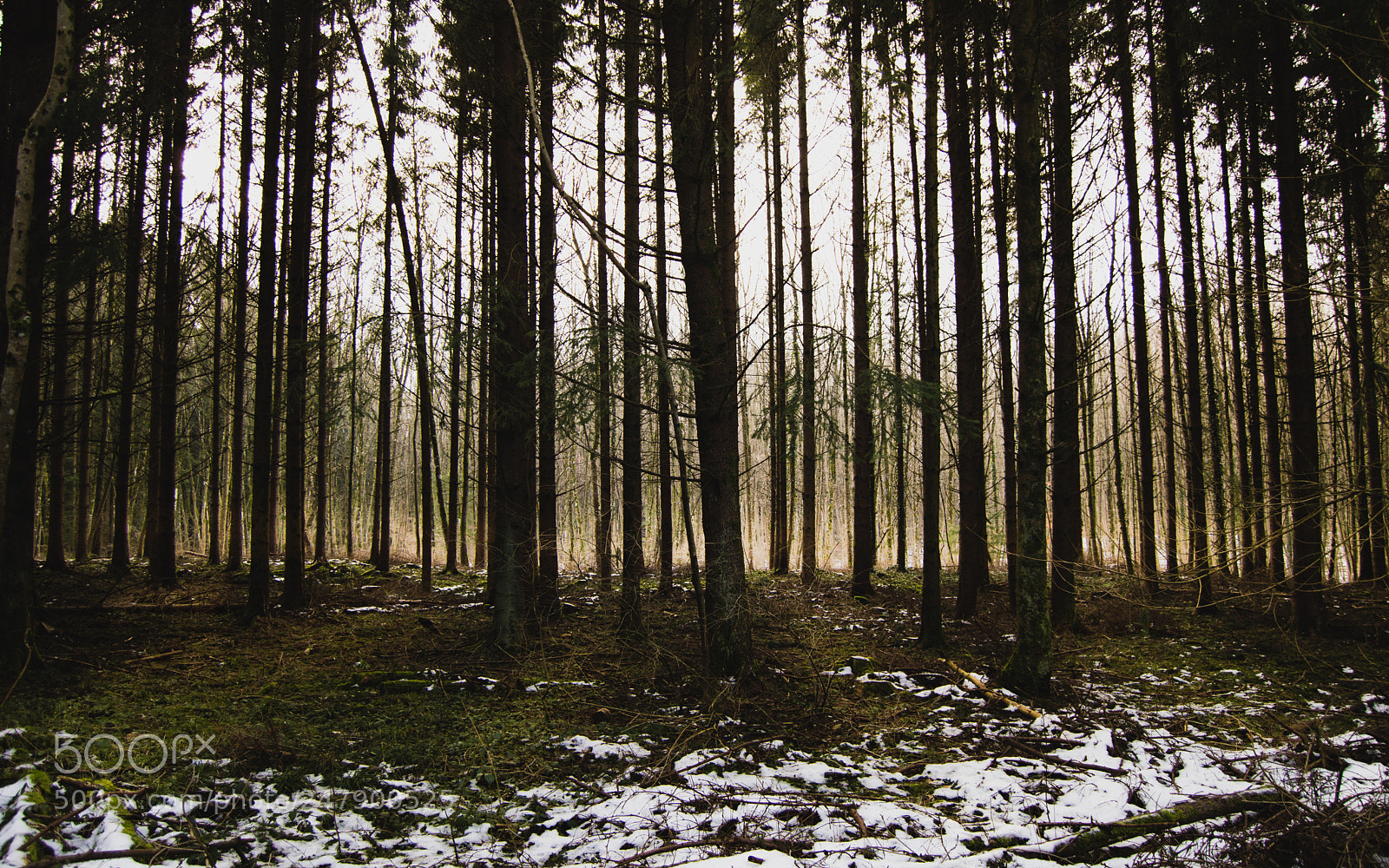 Nikon D3200 sample photo. Forêt photography