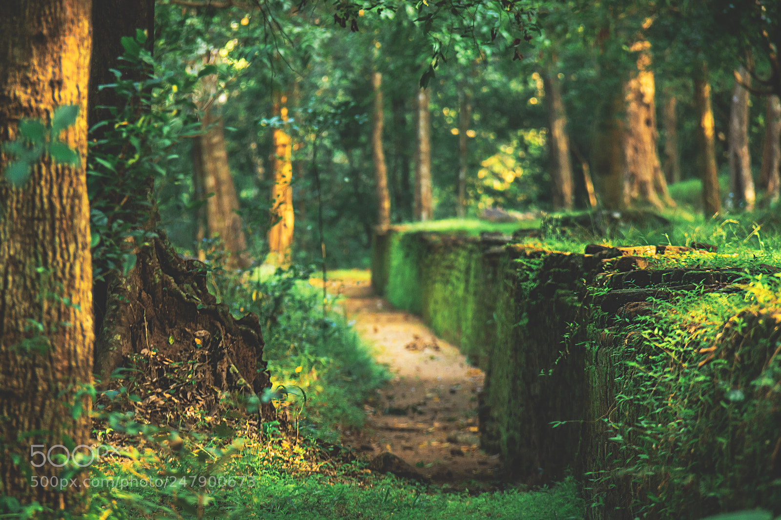 Canon EOS 600D (Rebel EOS T3i / EOS Kiss X5) sample photo. The forgotten temple, sri photography