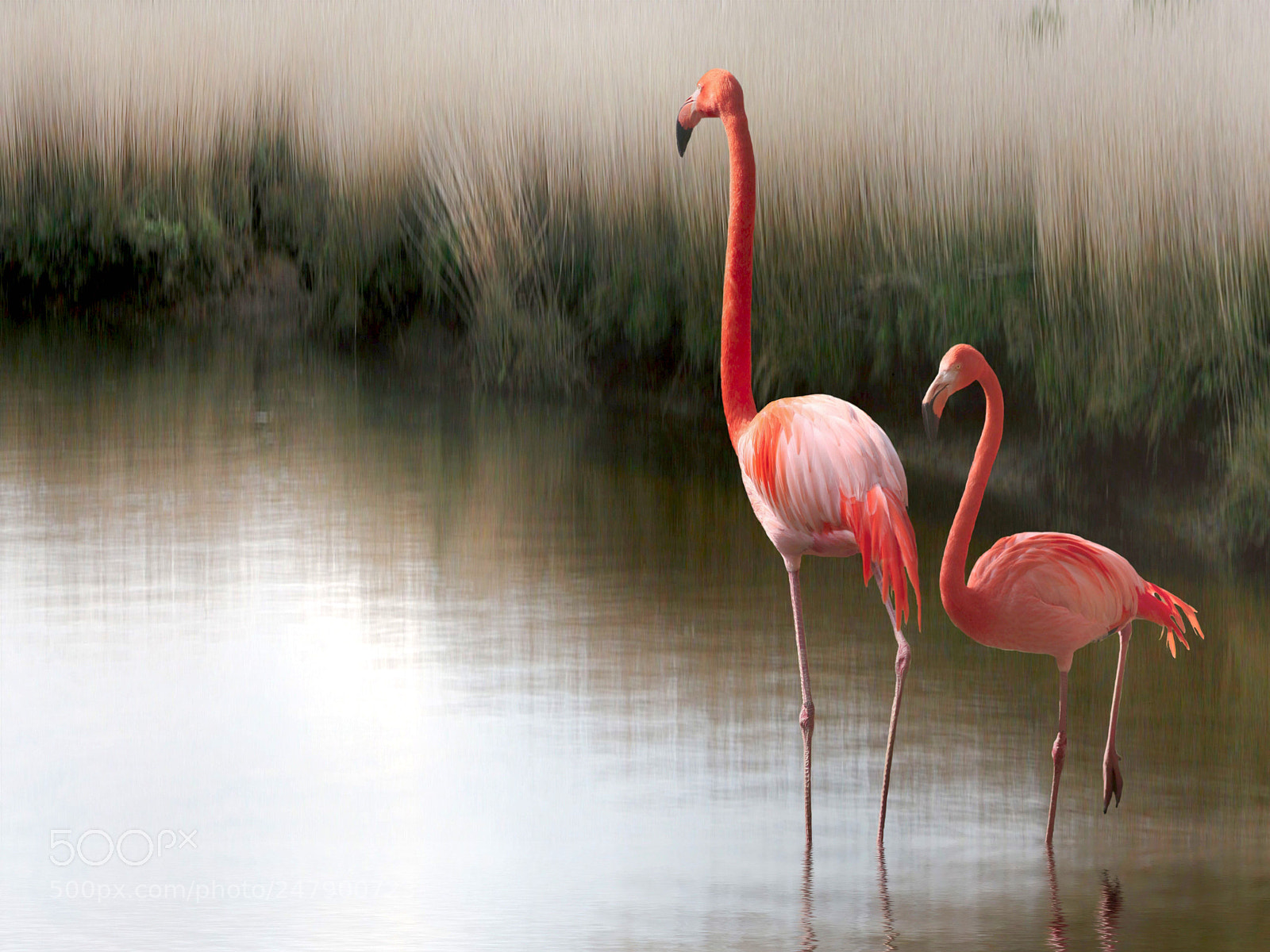 Canon EOS 30D sample photo. Flamands bis photography