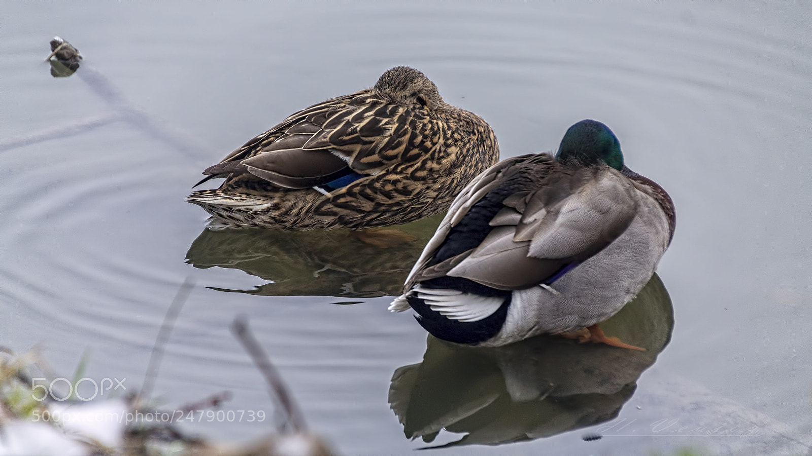 Canon EOS 1100D (EOS Rebel T3 / EOS Kiss X50) sample photo. Mars les canards ont photography