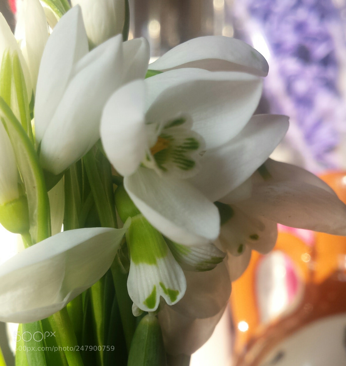 Samsung Galaxy S4 sample photo. Snowdrops photography