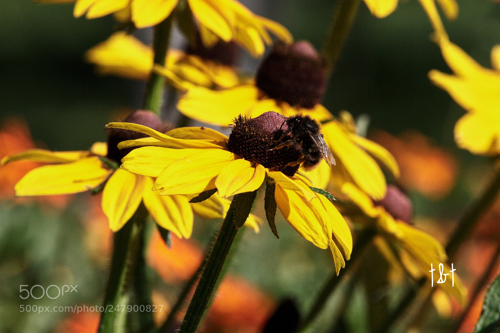 Canon EOS 7D sample photo. Untitled photography