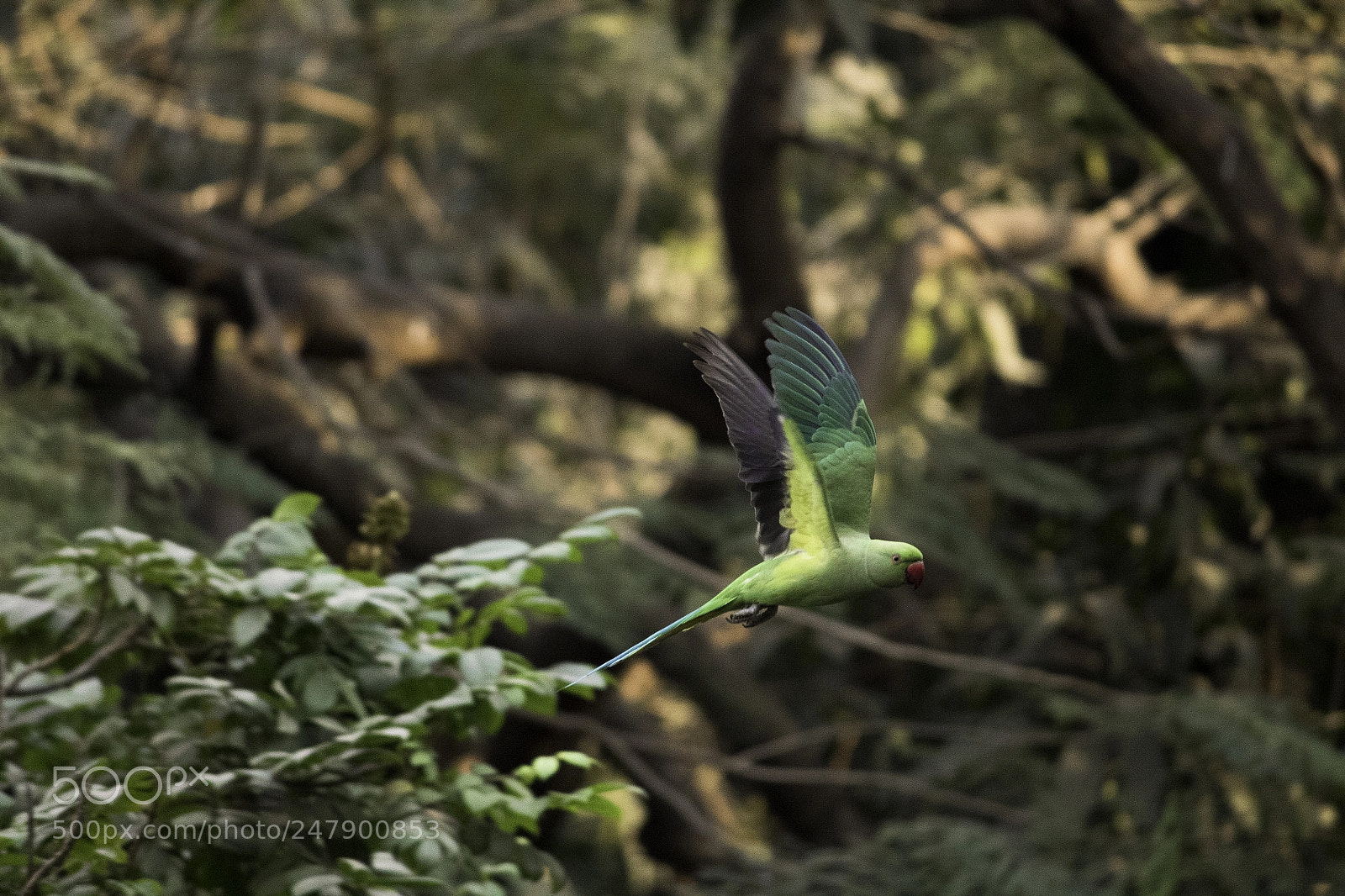 Canon EOS 1300D (EOS Rebel T6 / EOS Kiss X80) sample photo. Rose ringed parakeet parrot photography