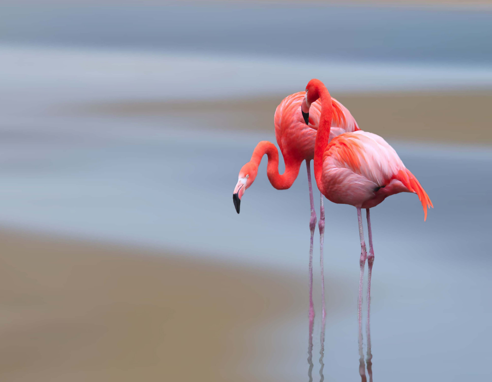 Canon POWERSHOT PRO1 sample photo. Flamingos photography