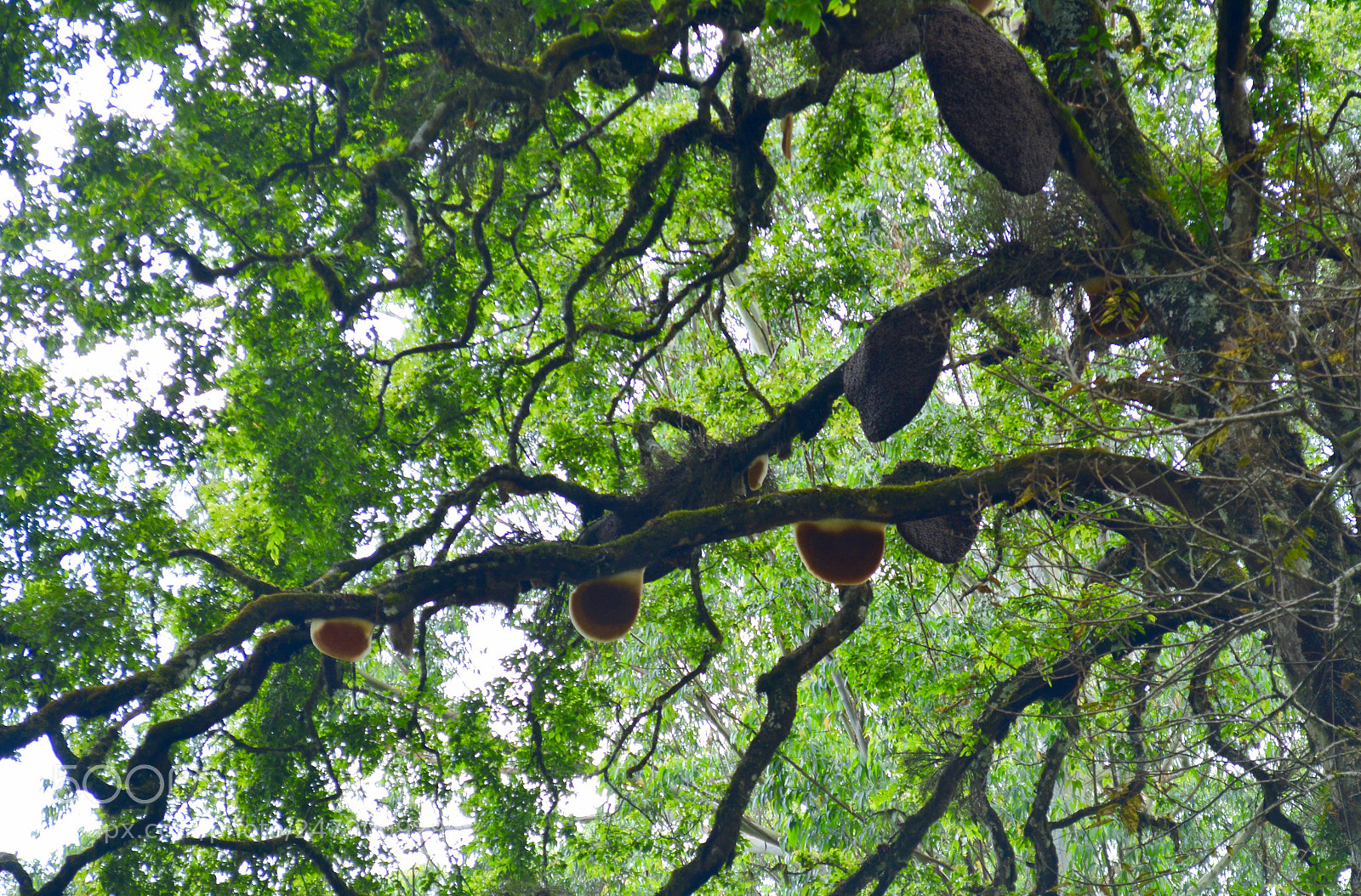 Nikon D5200 sample photo. Honey bee house photography