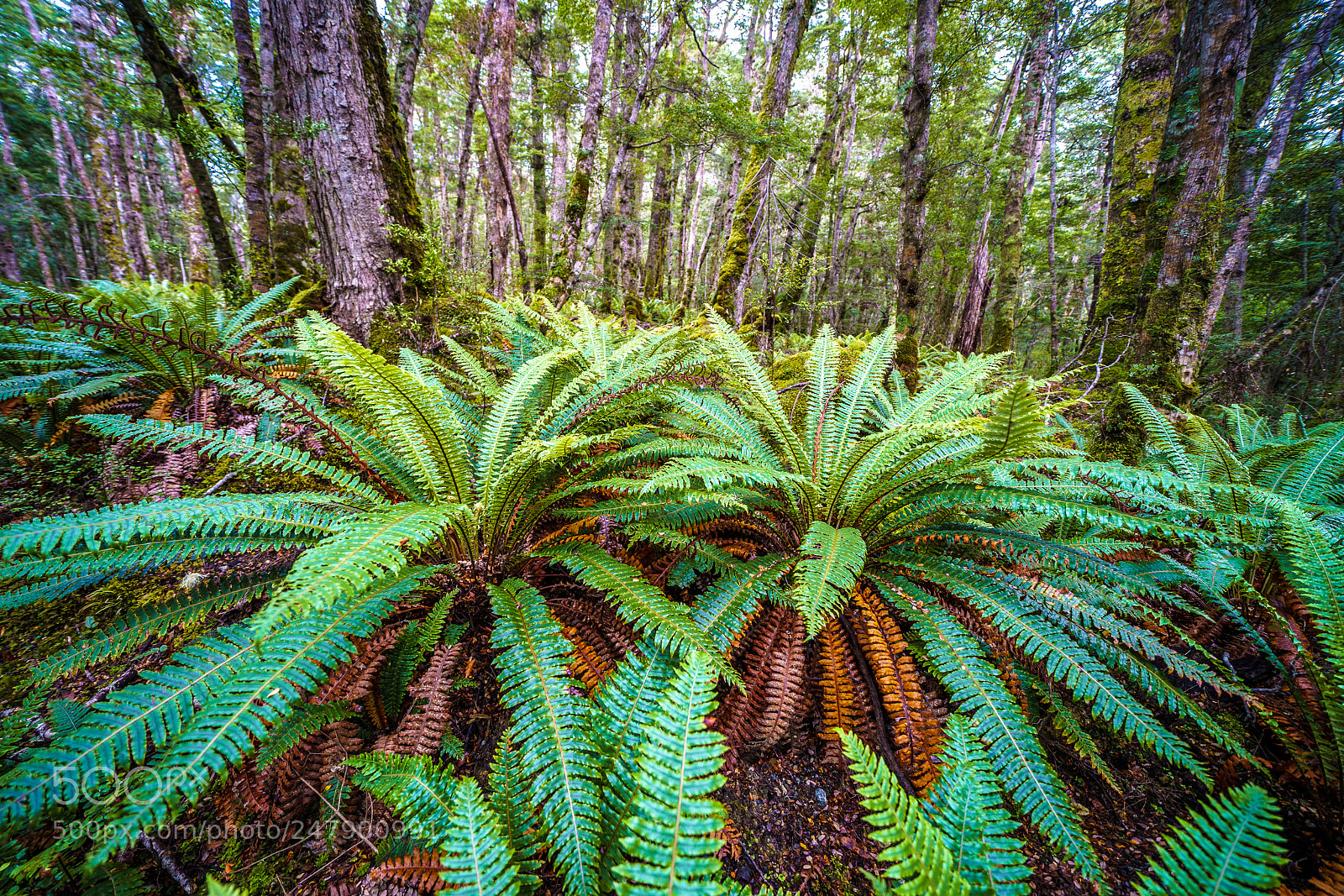 Sony a9 sample photo. New zealand - world photography