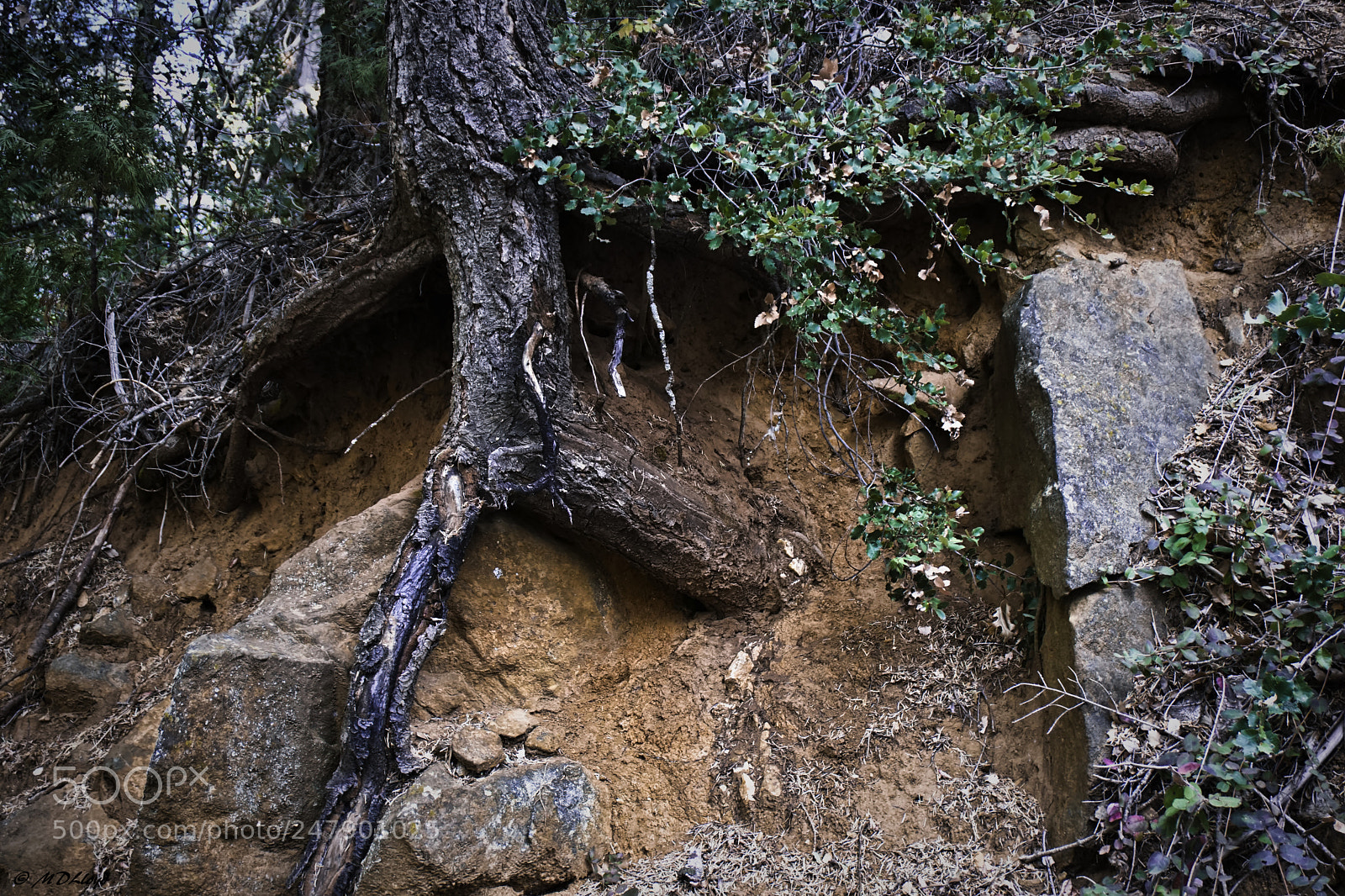 Sony a6300 sample photo. Roots and rocks photography