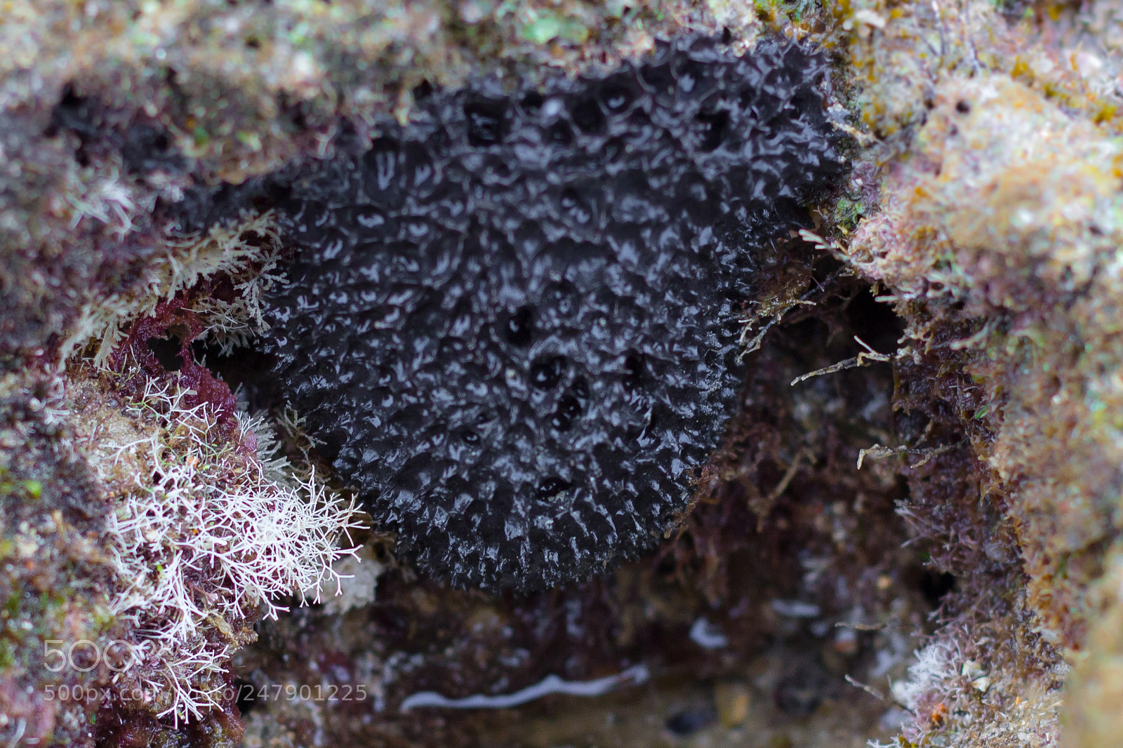 Canon EOS 600D (Rebel EOS T3i / EOS Kiss X5) sample photo. Colorless creatures (black sea-sponge) photography
