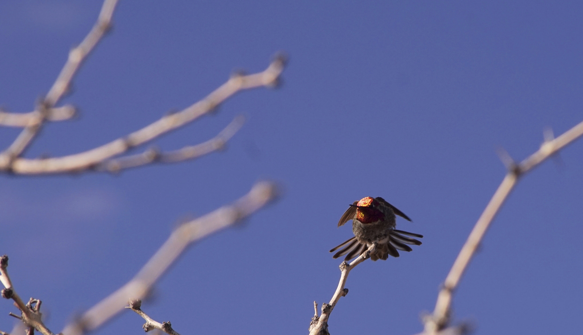 Sigma 70-300mm F4-5.6 DL Macro sample photo. Shazam photography