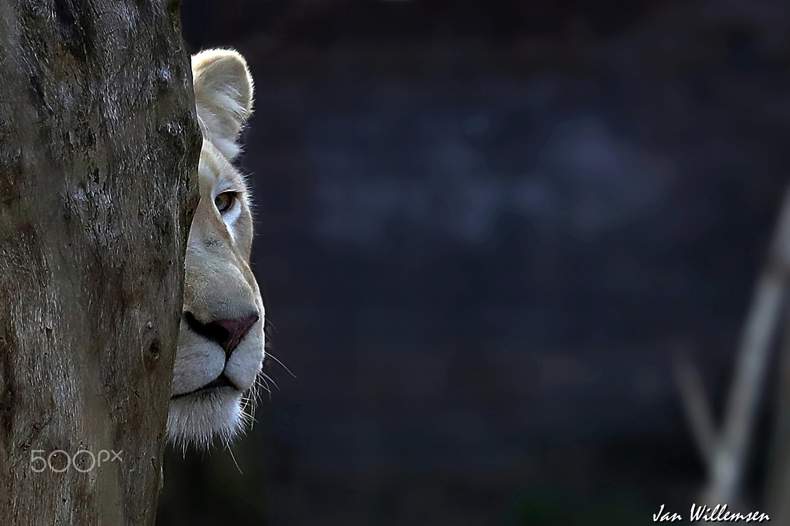 Canon EF 300mm F2.8L IS II USM sample photo. Afr. white lioness photography