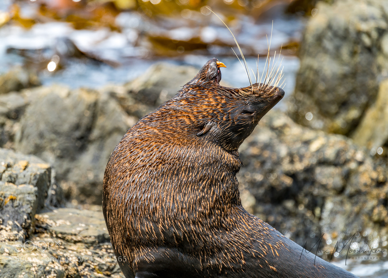 Sony a7R II sample photo. Fur seal waking up.. photography