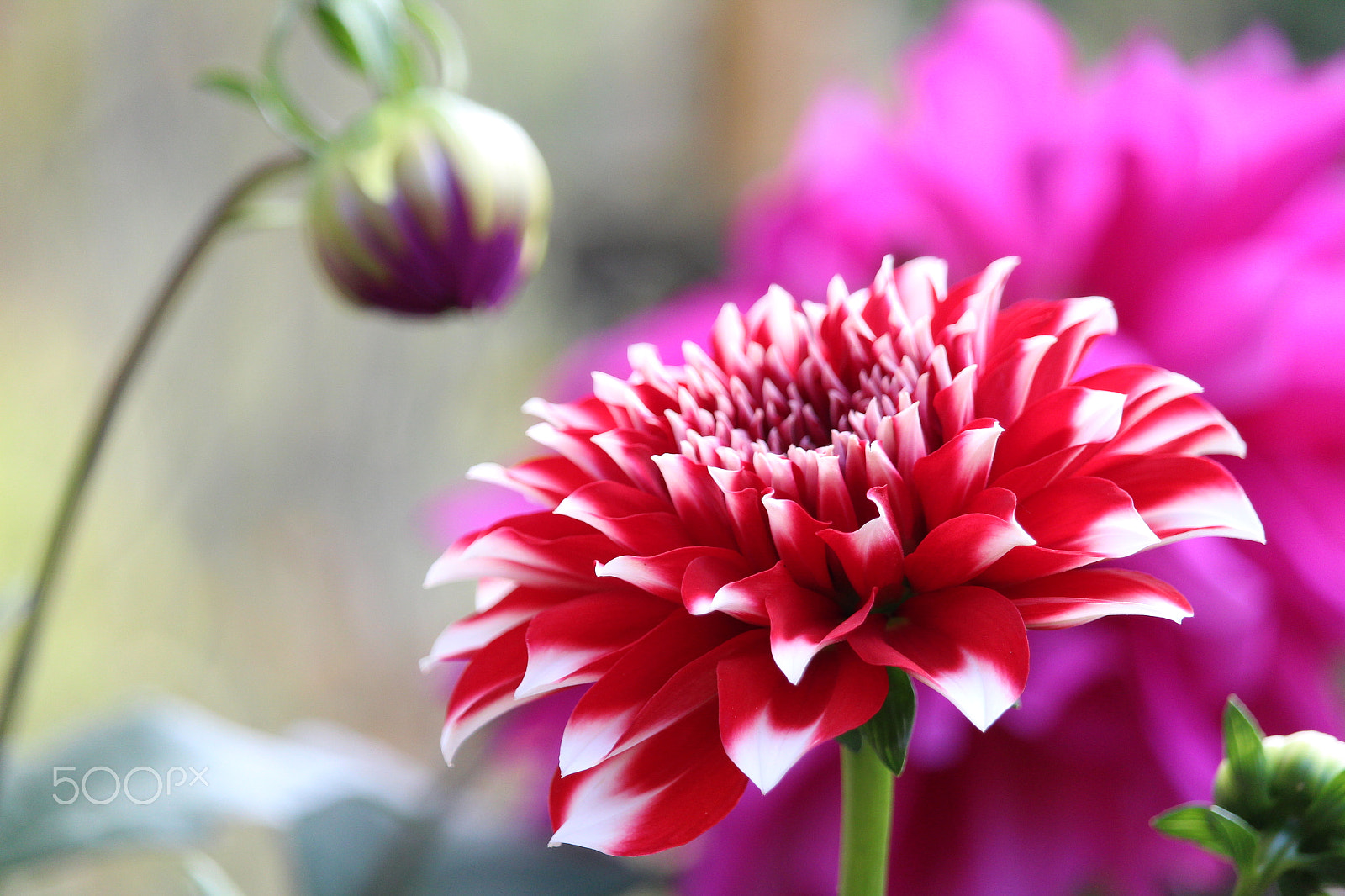 Canon EF-S 55-250mm F4-5.6 IS STM sample photo. Vibrant photography
