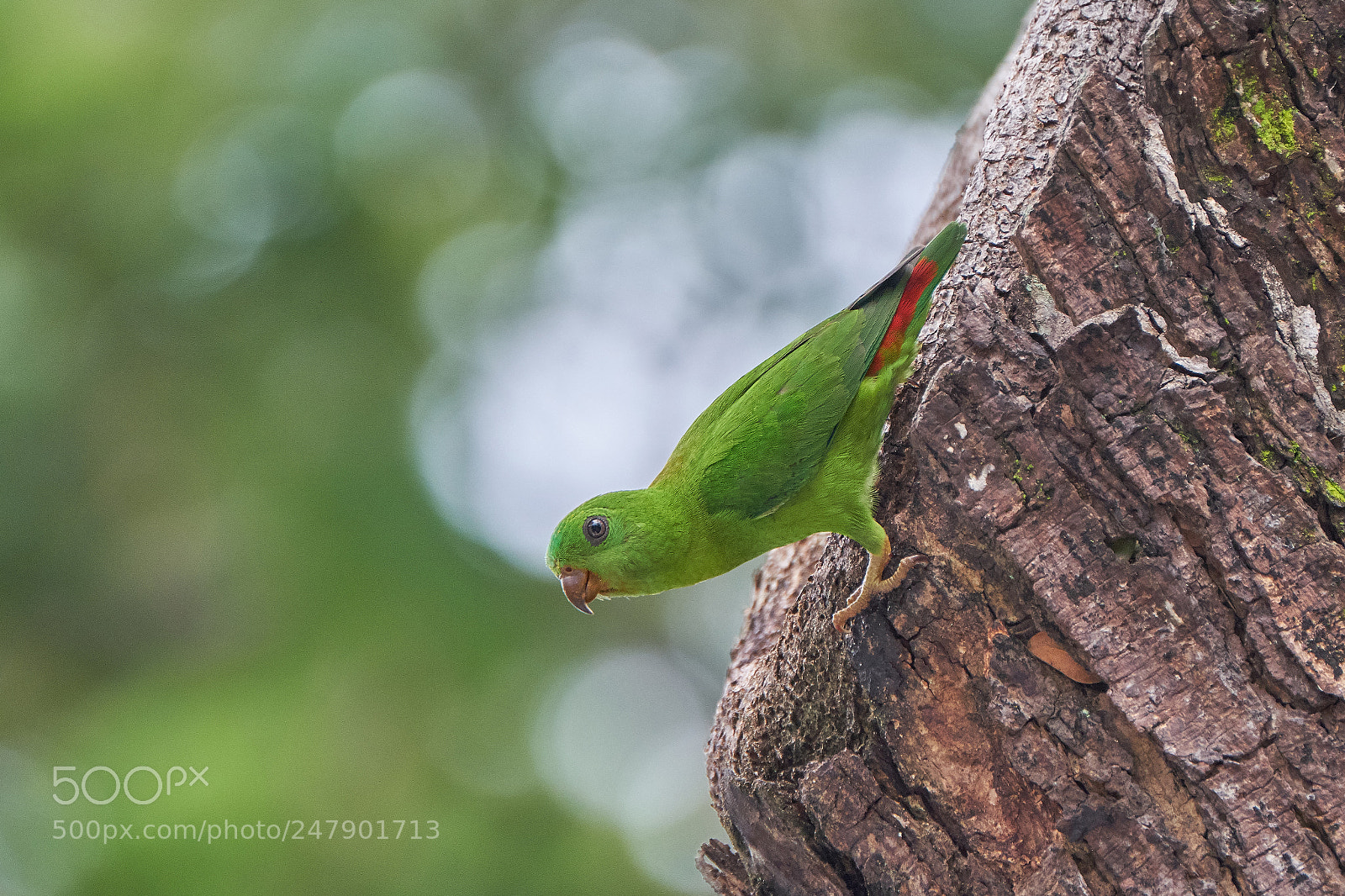 Fujifilm X-T2 sample photo. Female blue-crowned hanging parrot photography