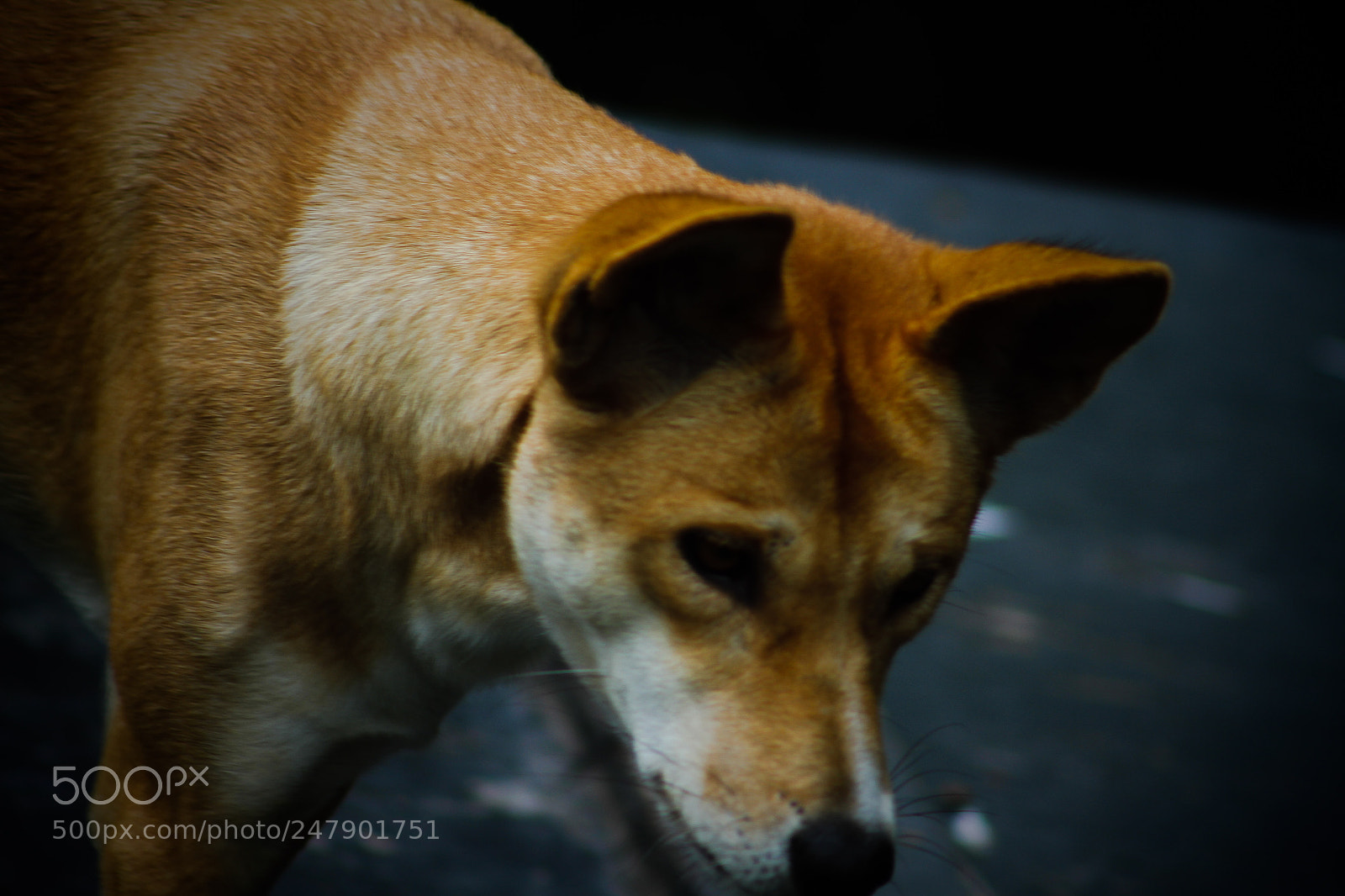 Canon EOS 7D sample photo. Dingo photography