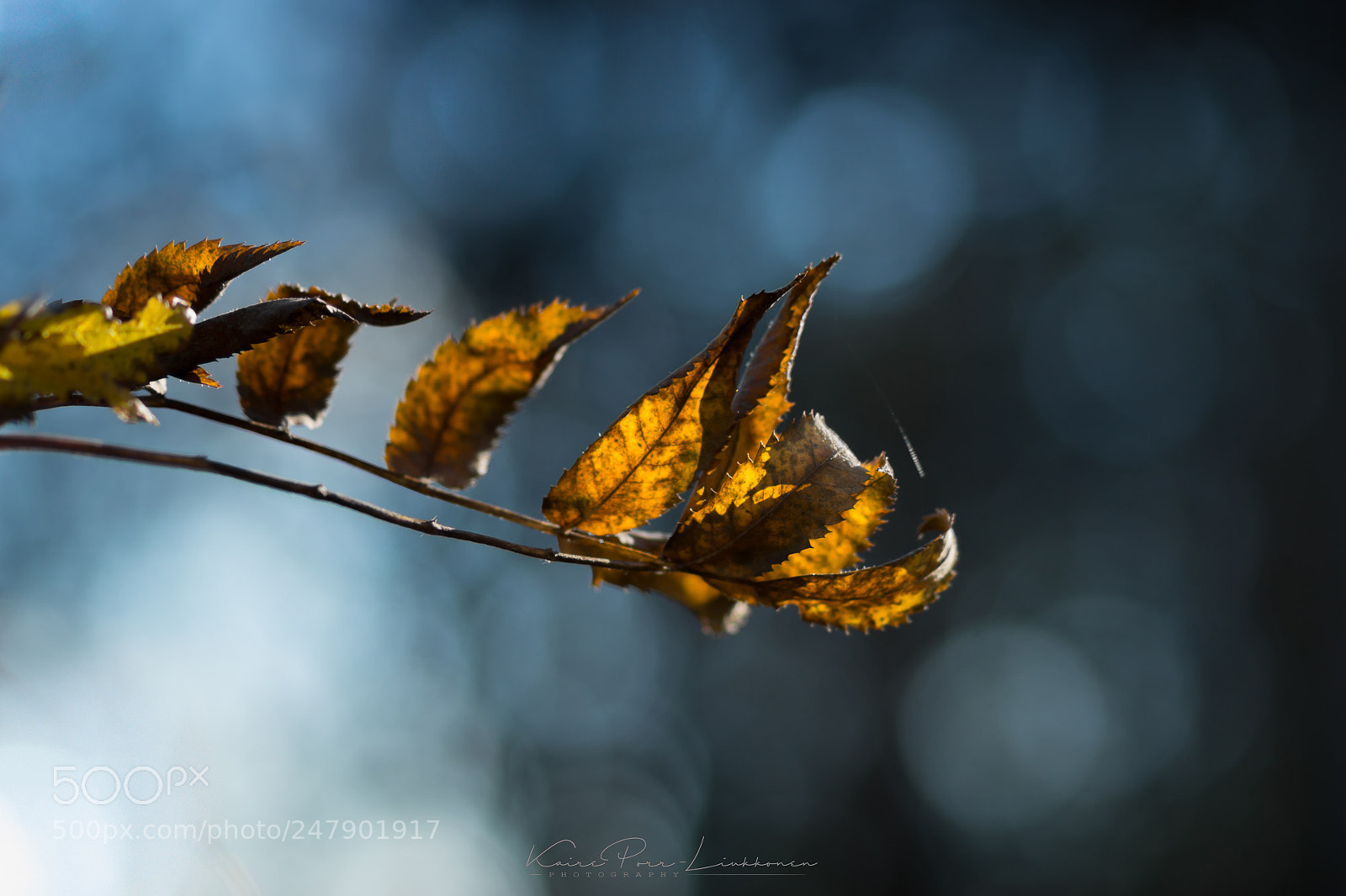 Sony SLT-A77 sample photo. Autumn memories photography