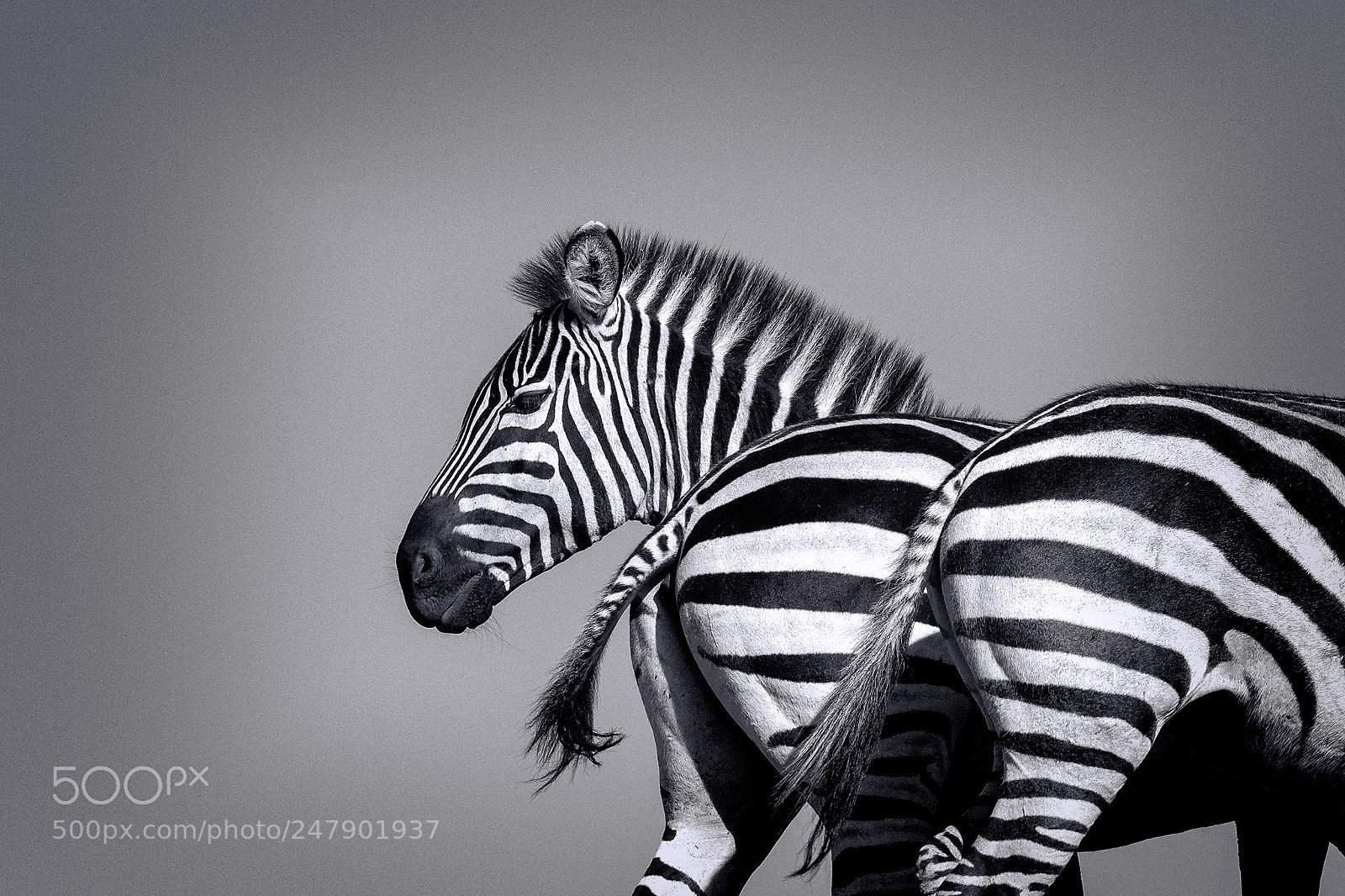 Canon EOS 7D sample photo. Zebras photography