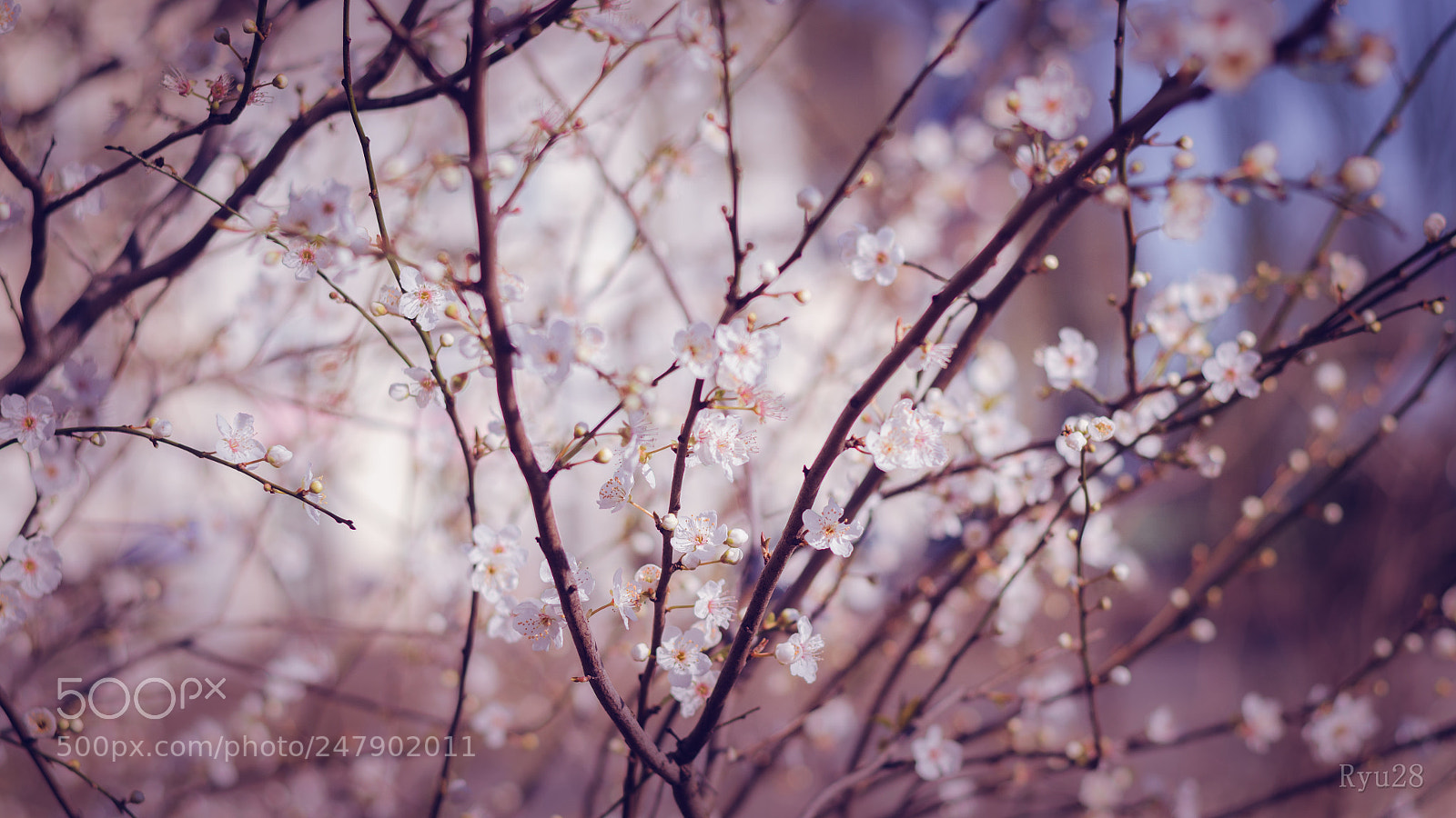 Nikon D5100 sample photo. Flower photography