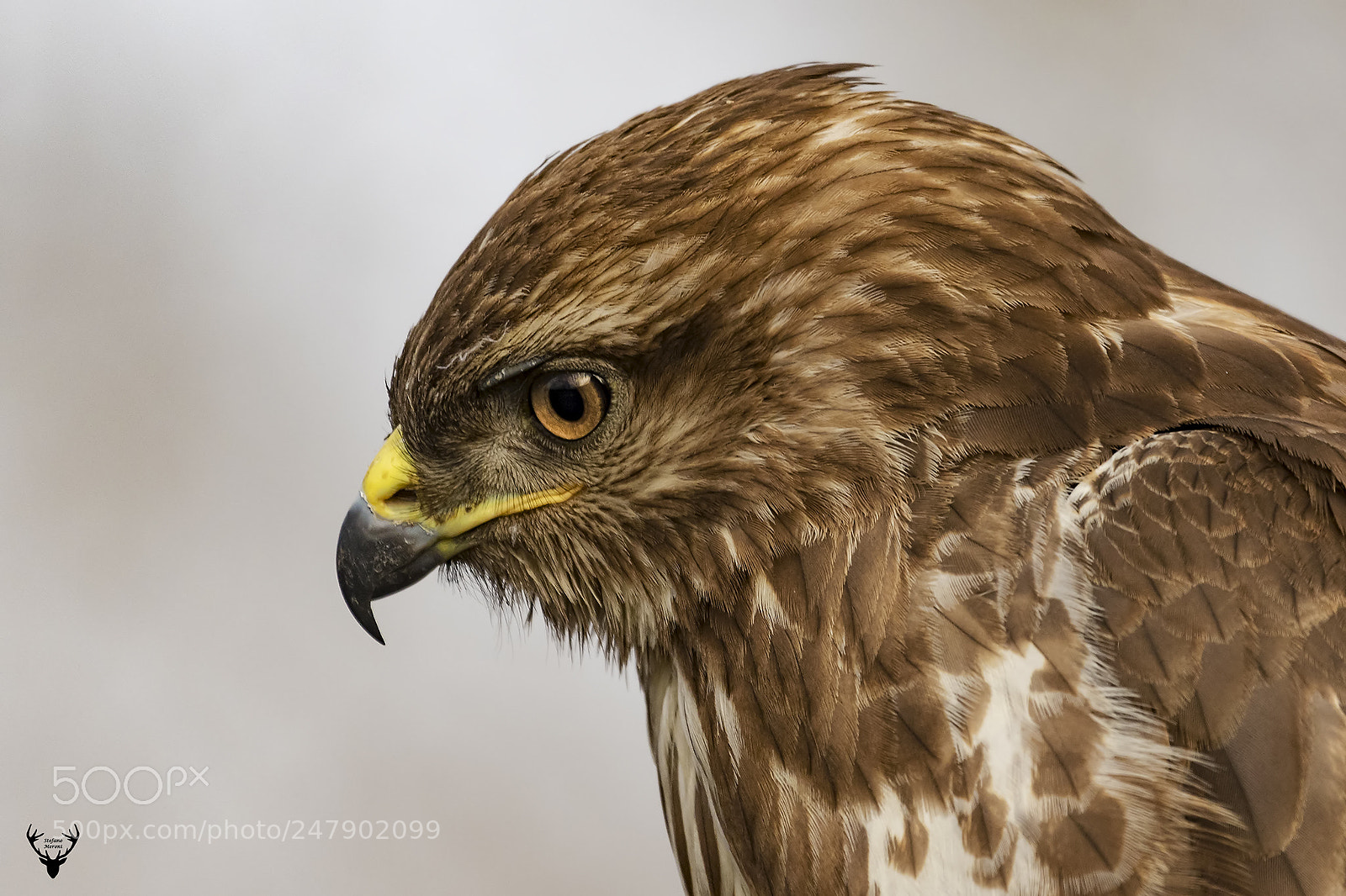 Canon EOS 7D Mark II sample photo. Common buzzard (buteo buteo) photography