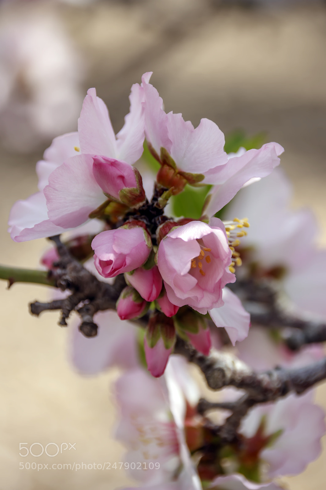Canon EOS 80D sample photo. Pink flowers and buds photography