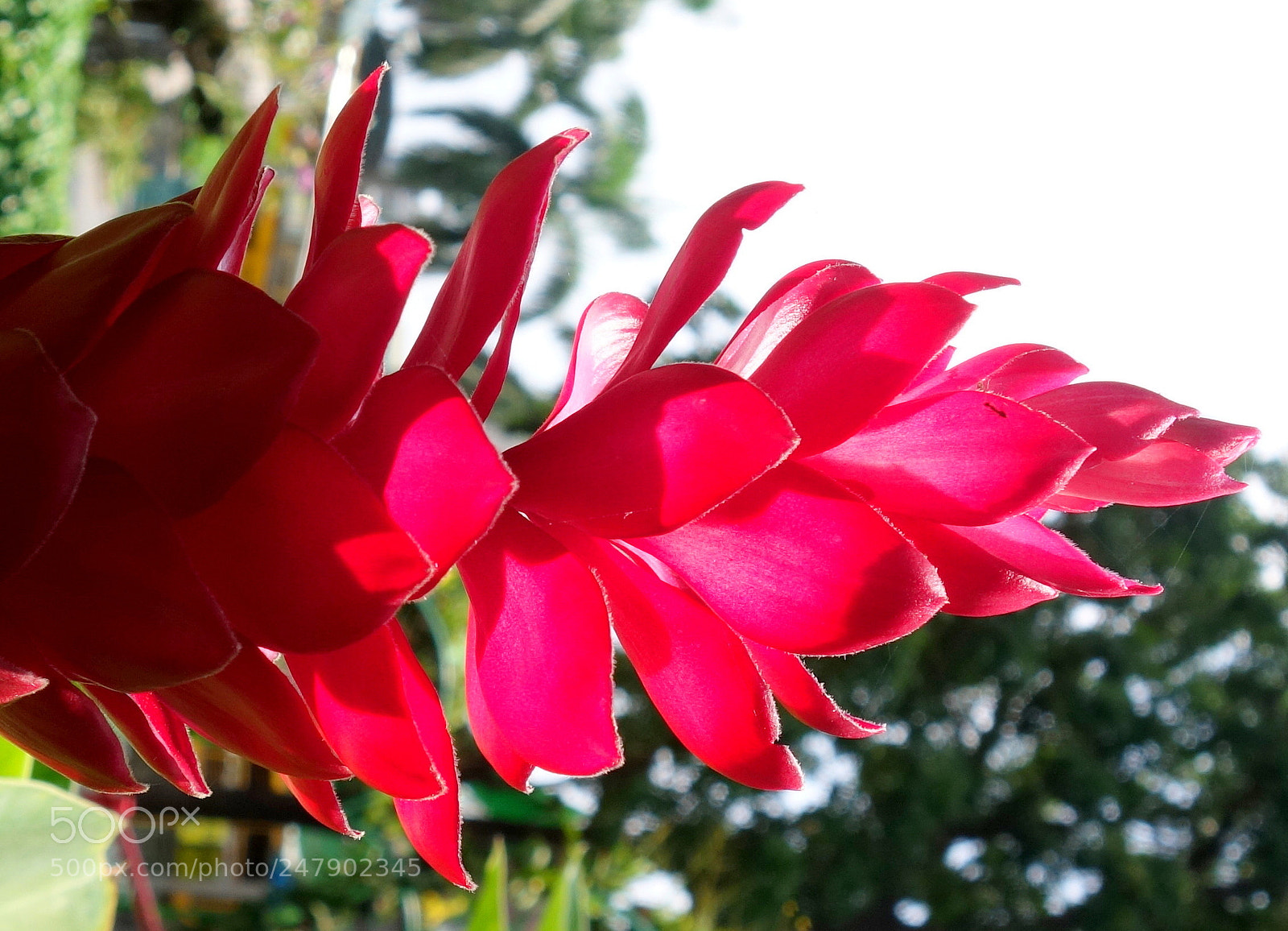 Sony Cyber-shot DSC-RX100 II sample photo. 0001 .jpg photography