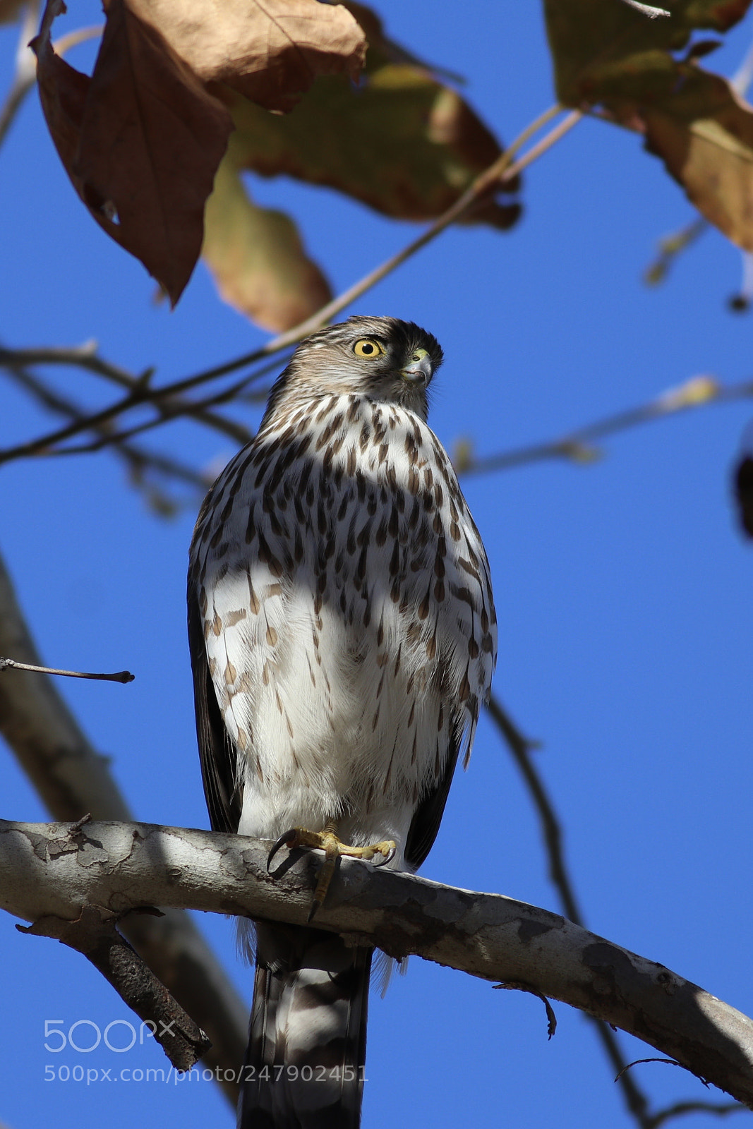 Canon EOS 80D sample photo. Hawk in la photography