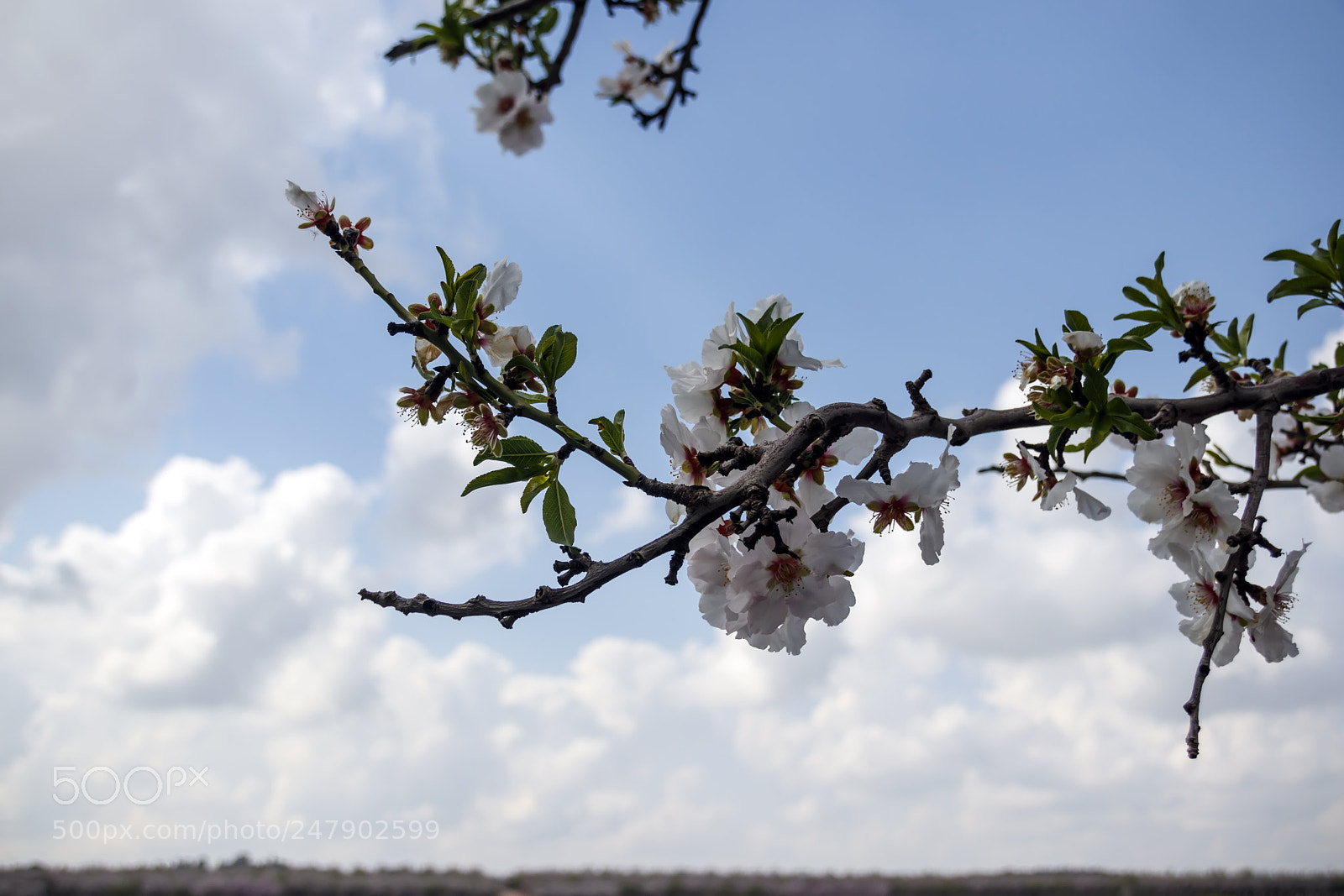 Canon EOS 80D sample photo. Branch of almond tree photography