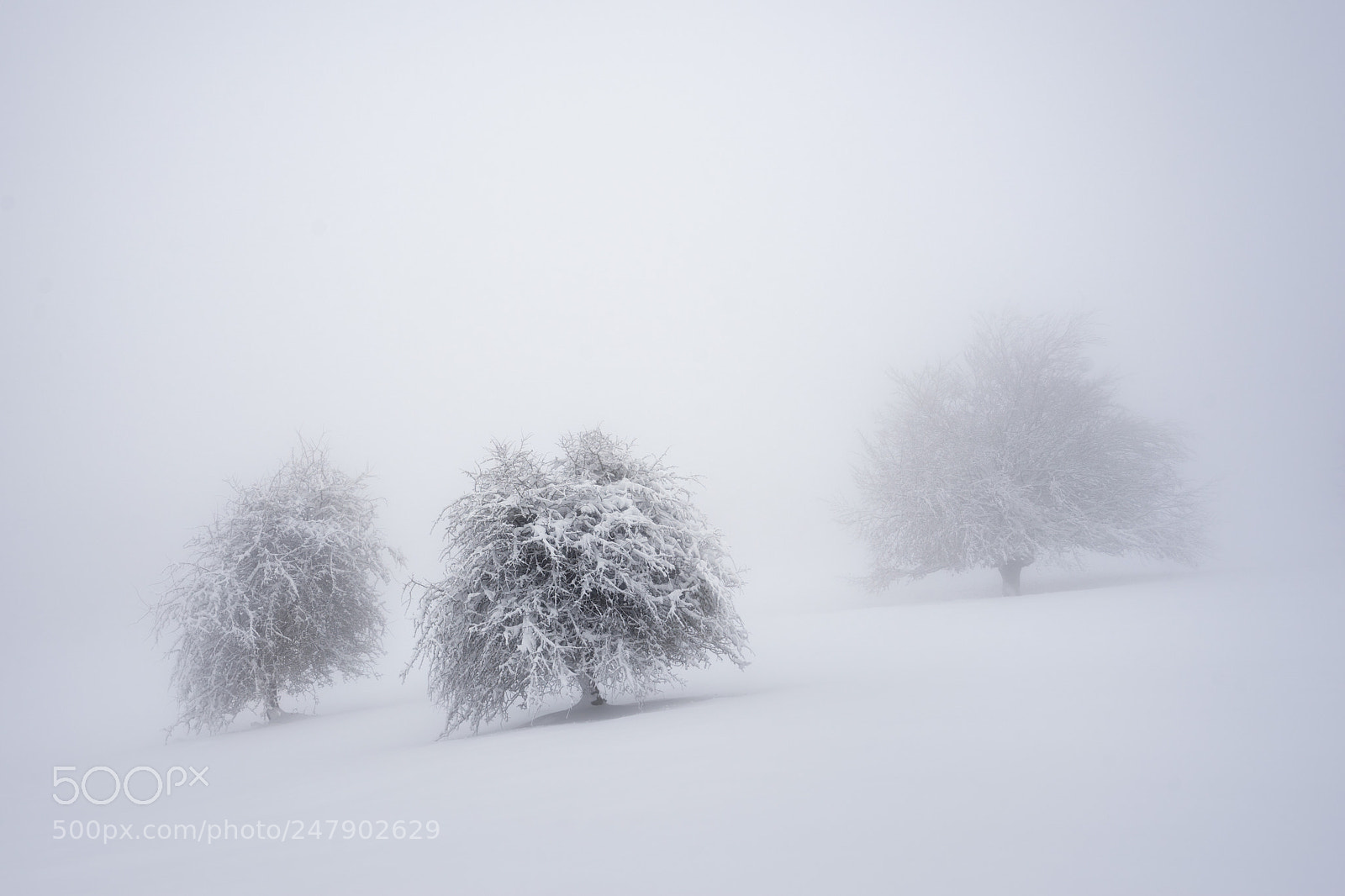 Sony a7 sample photo. Tres trees photography