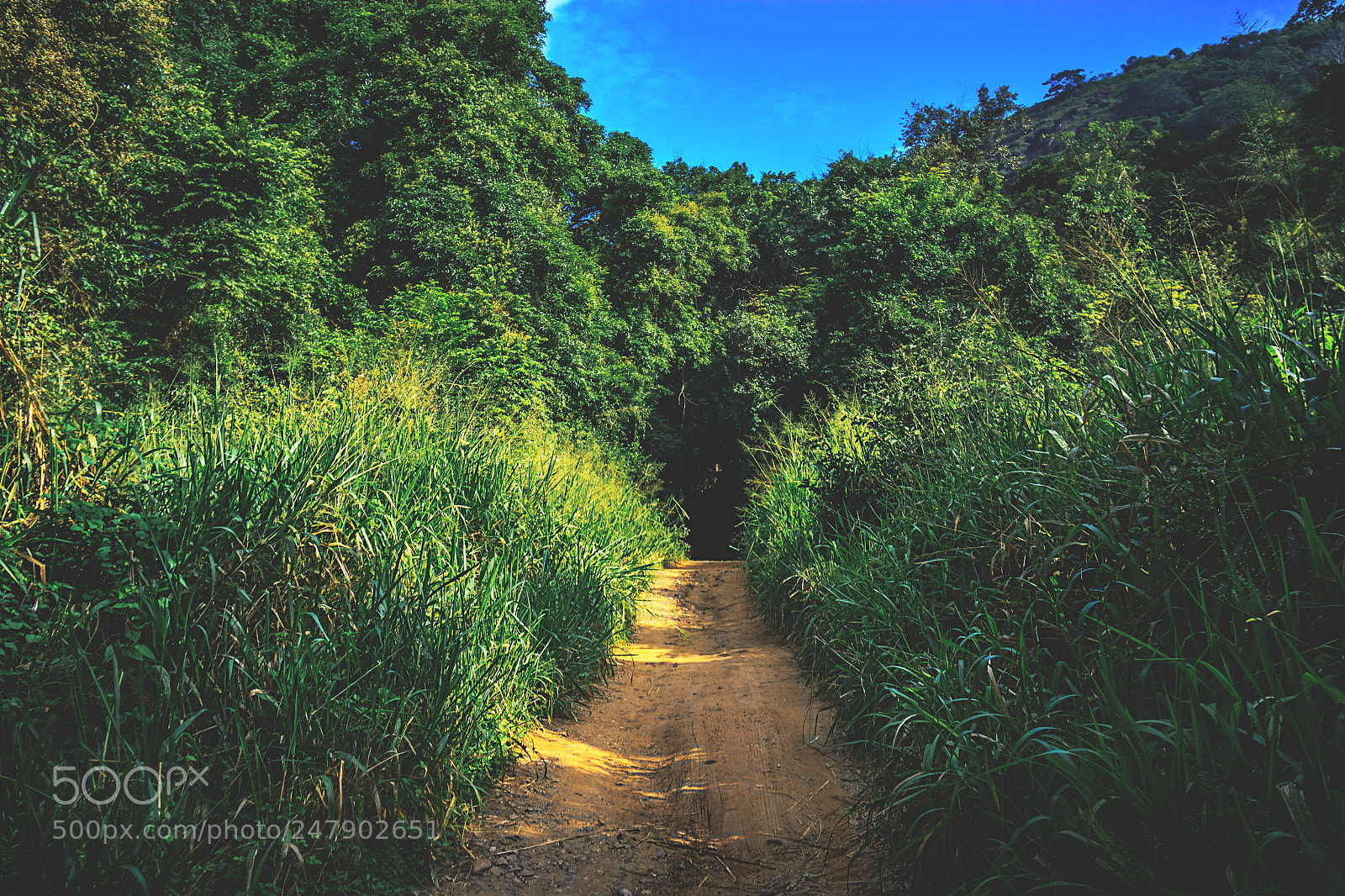 Canon EOS 600D (Rebel EOS T3i / EOS Kiss X5) sample photo. The kaludiya pokuna forest photography