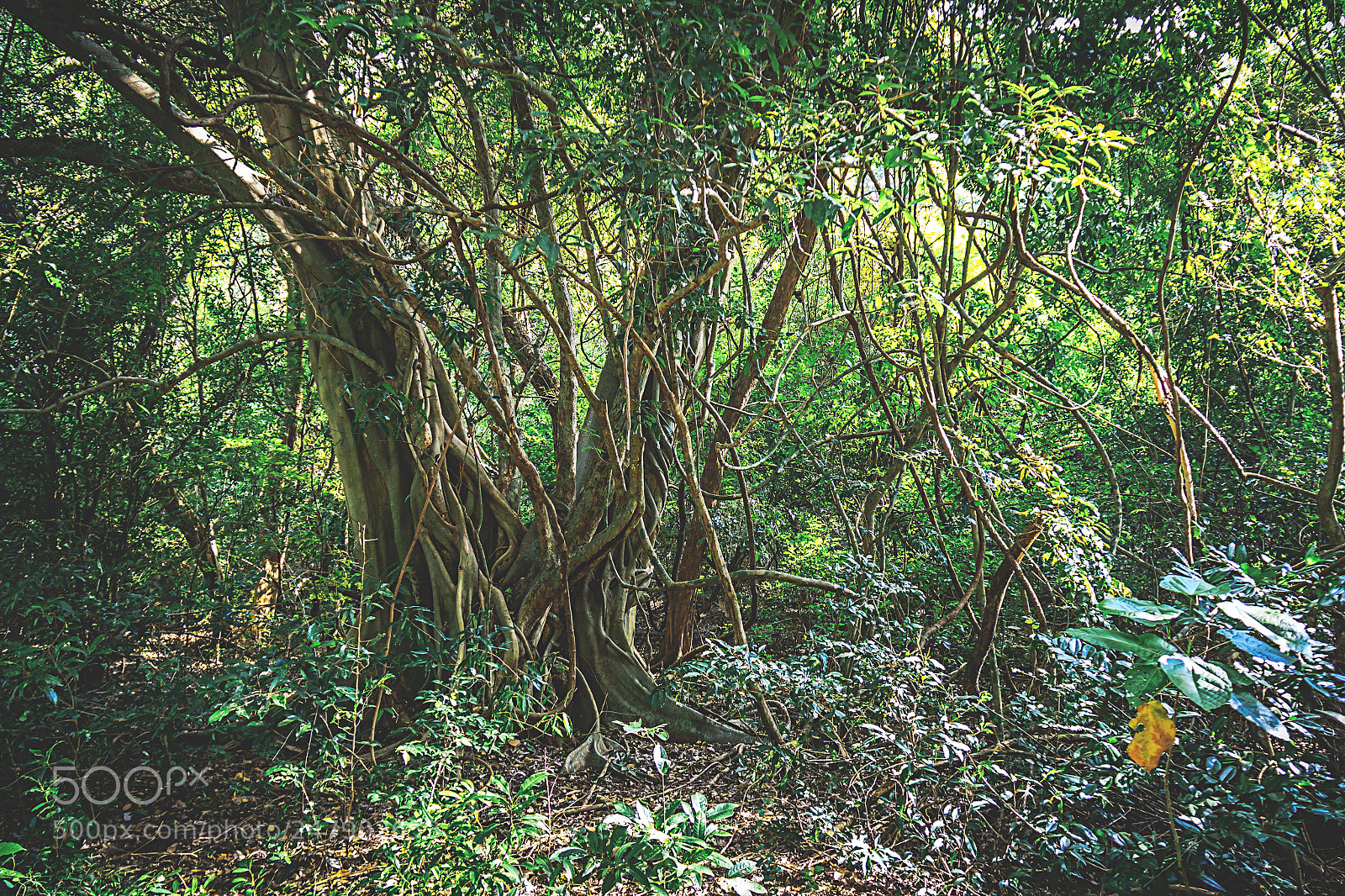 Canon EOS 600D (Rebel EOS T3i / EOS Kiss X5) sample photo. The kaludiya pokuna forest photography