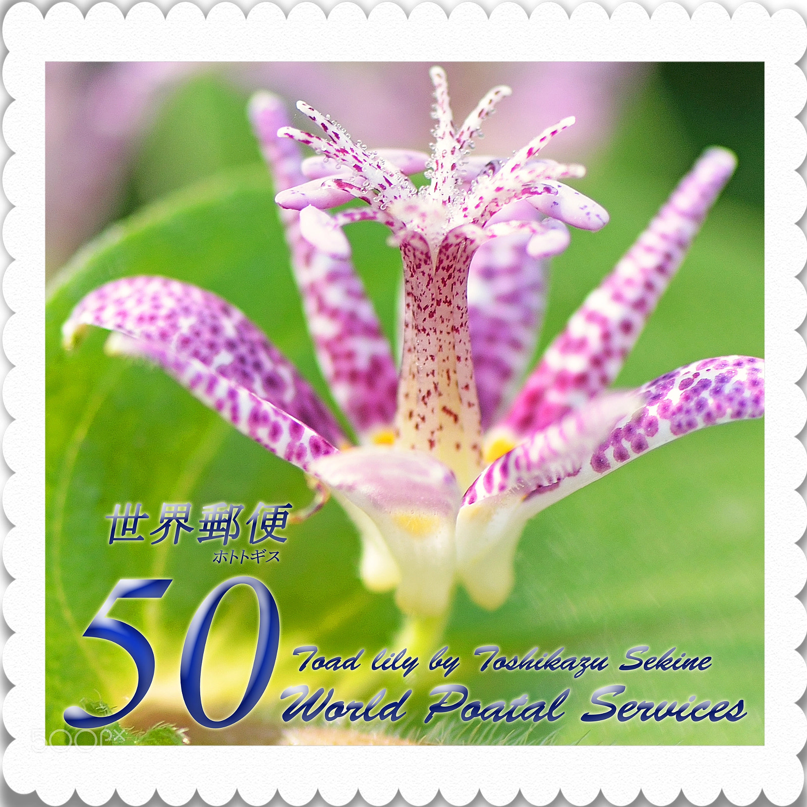 Nikon D800 sample photo. Toad lily photography