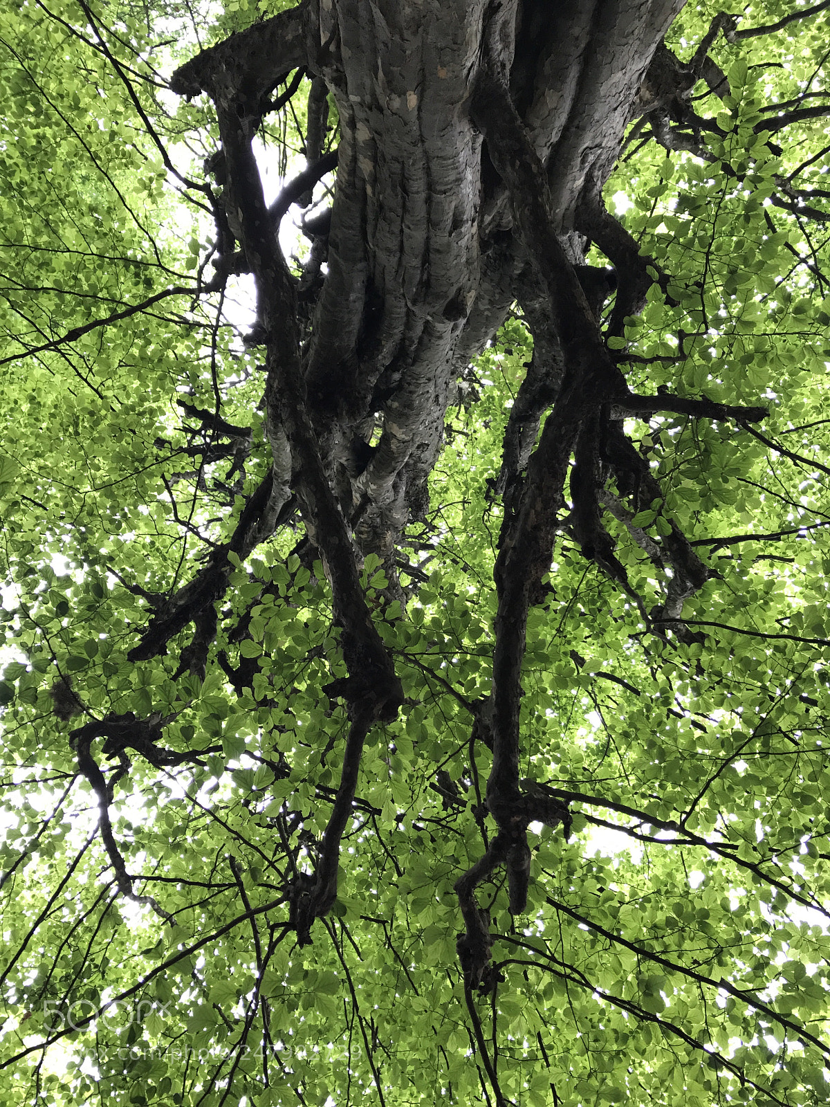Apple iPhone 7 sample photo. Adorable nature photography