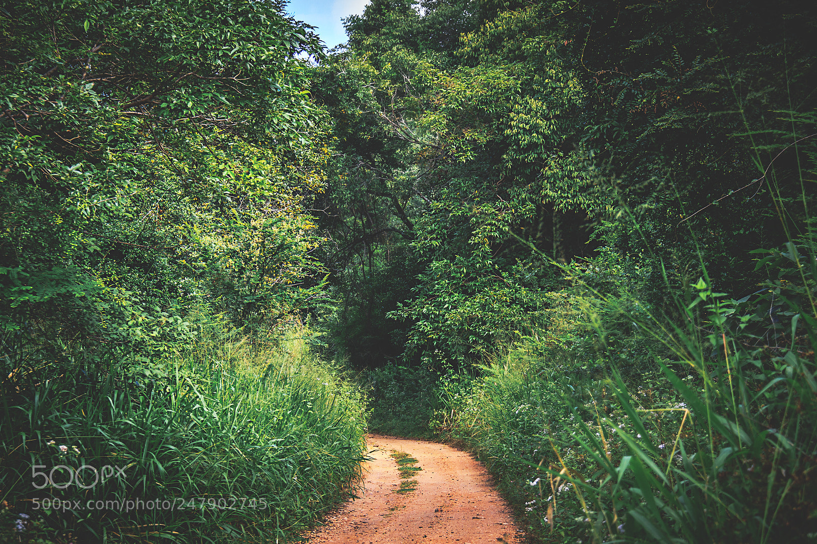 Canon EOS 600D (Rebel EOS T3i / EOS Kiss X5) sample photo. The kaludiya pokuna forest photography