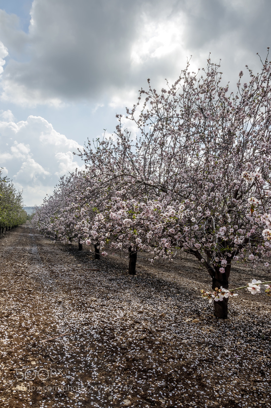Canon EOS 80D sample photo. Garden with flowering almond photography