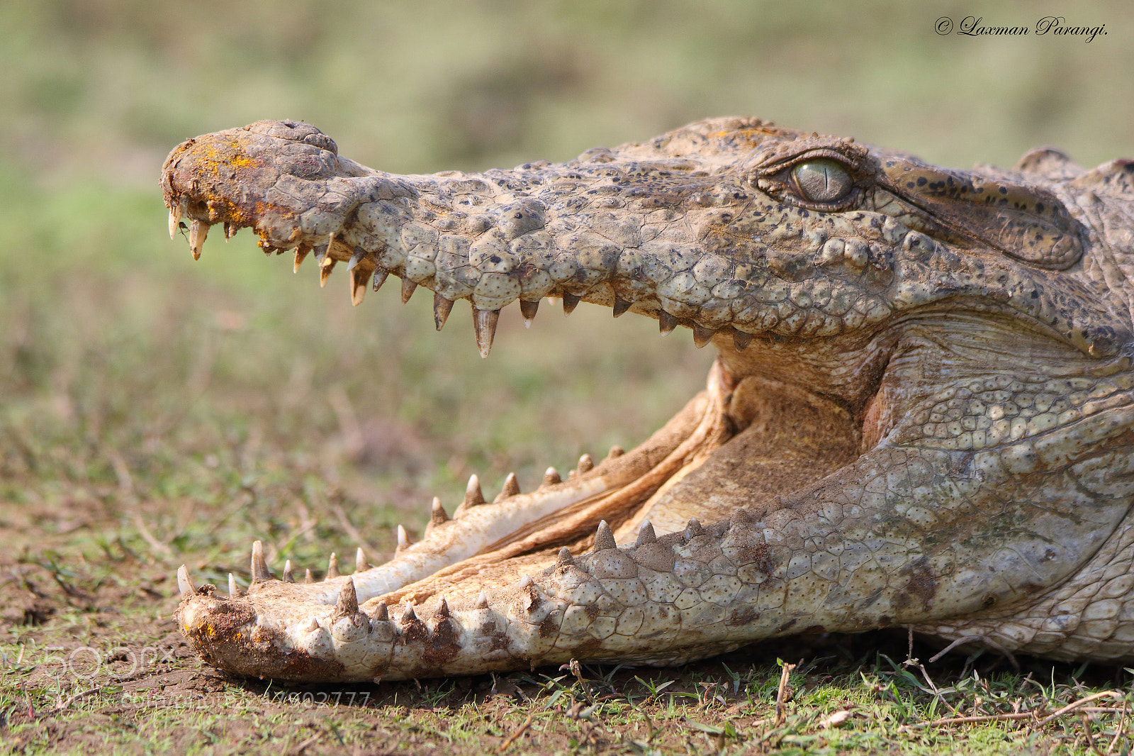Canon EOS 7D Mark II sample photo. Crocodile of jawai. photography