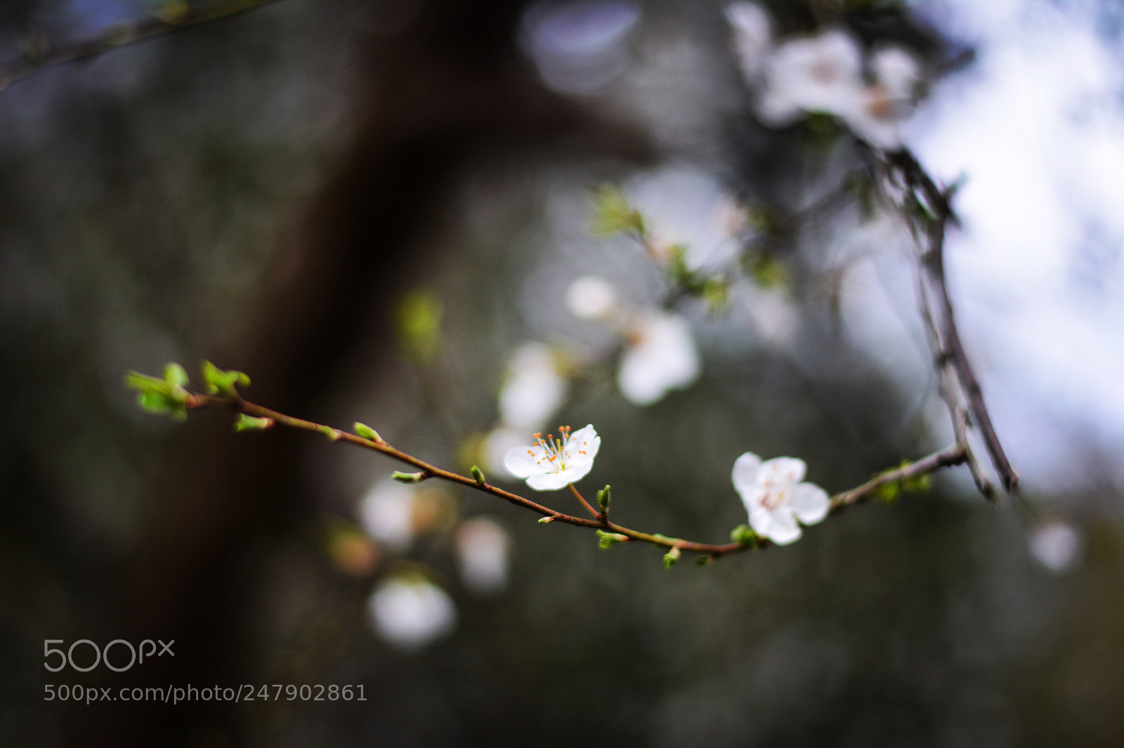 Nikon D7100 sample photo. You can have the photography