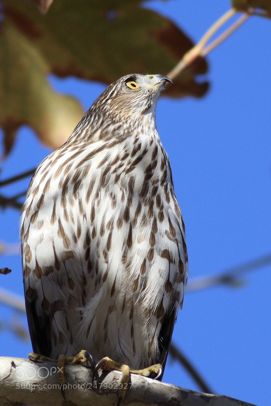 Canon EOS 80D sample photo. The hawk thinker in photography