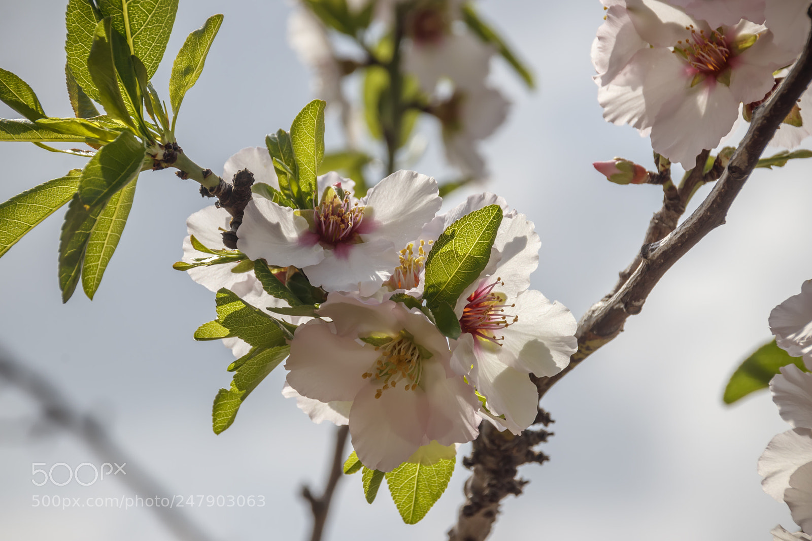 Canon EOS 80D sample photo. Leaves and flowers of photography