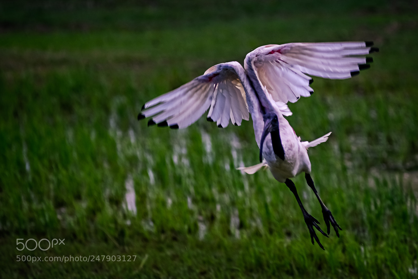 Fujifilm X-E3 sample photo. Flying ibis photography