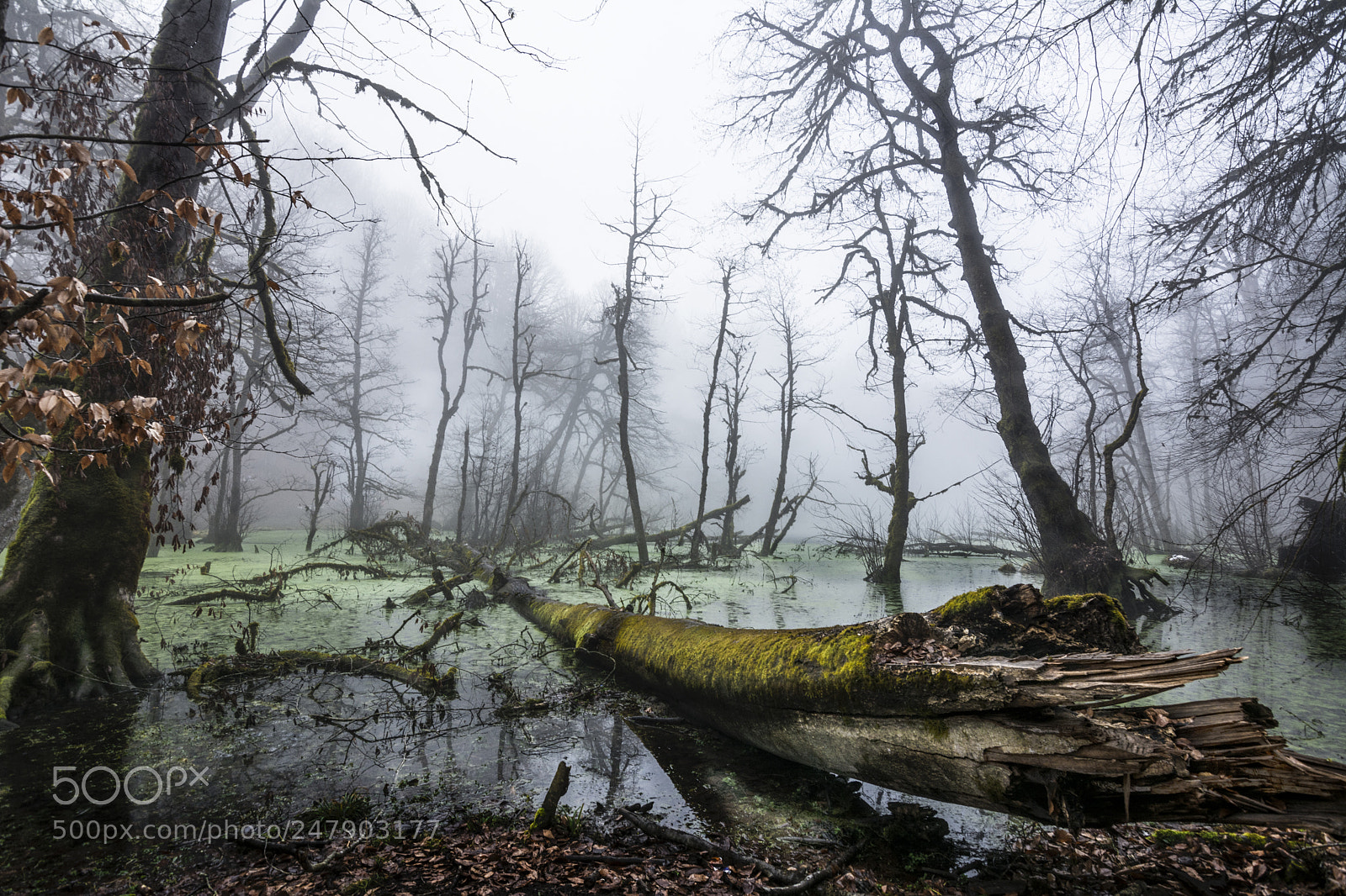 Nikon D7100 sample photo. Iran,mazandaran photography