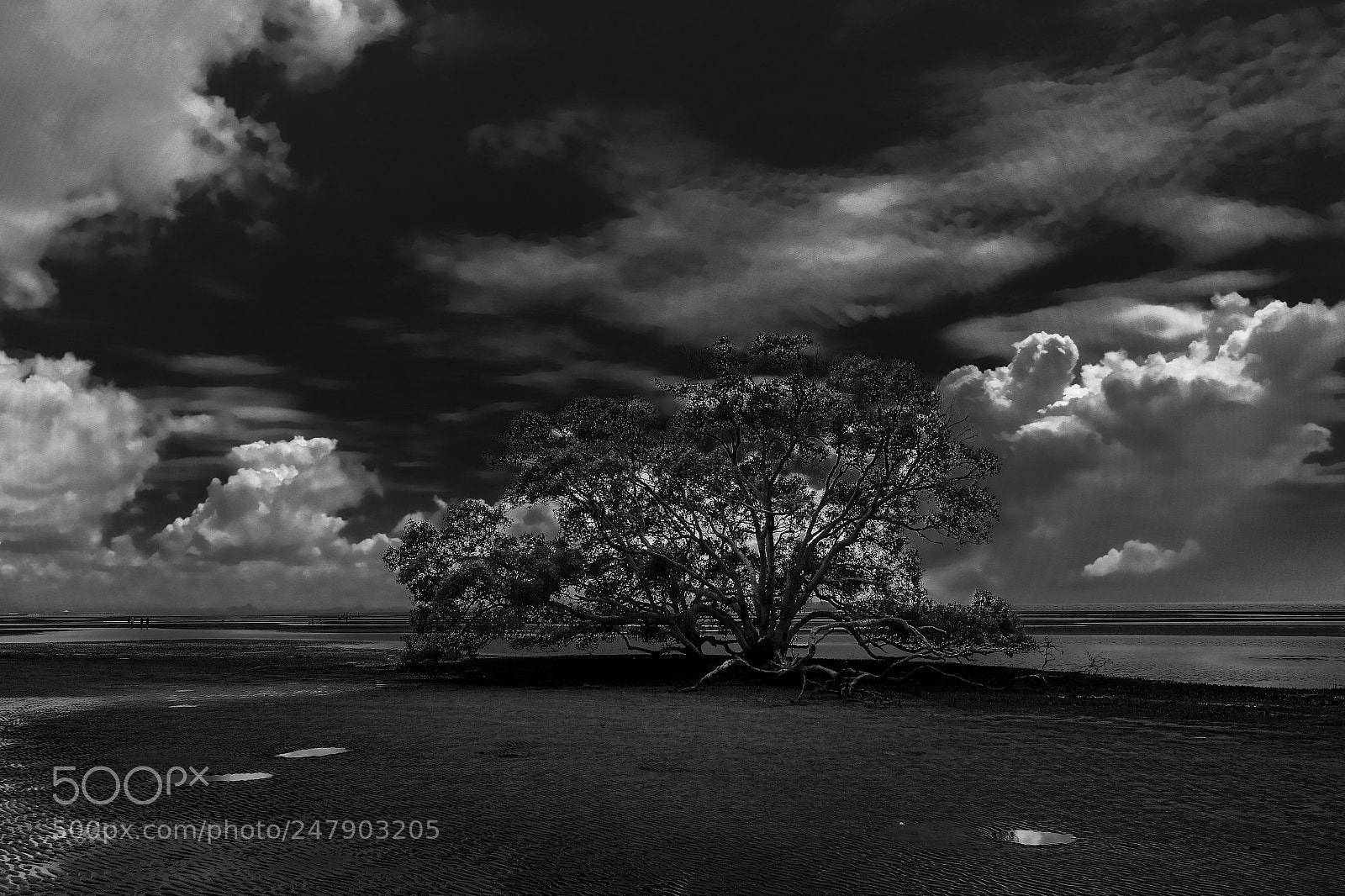 Fujifilm X-E3 sample photo. Solitary tree photography
